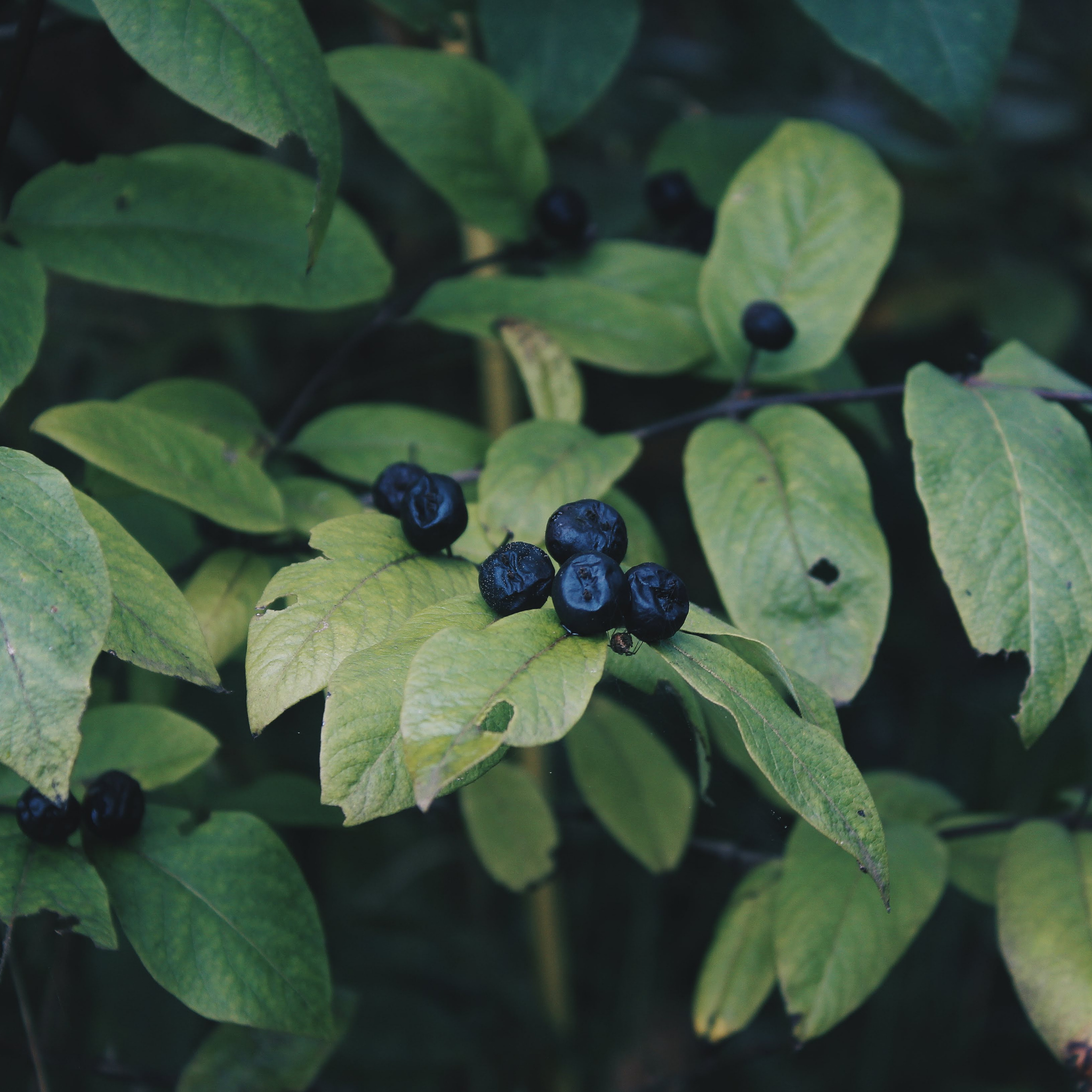 Blueberry Ash - Elaeocarpus reticulatus