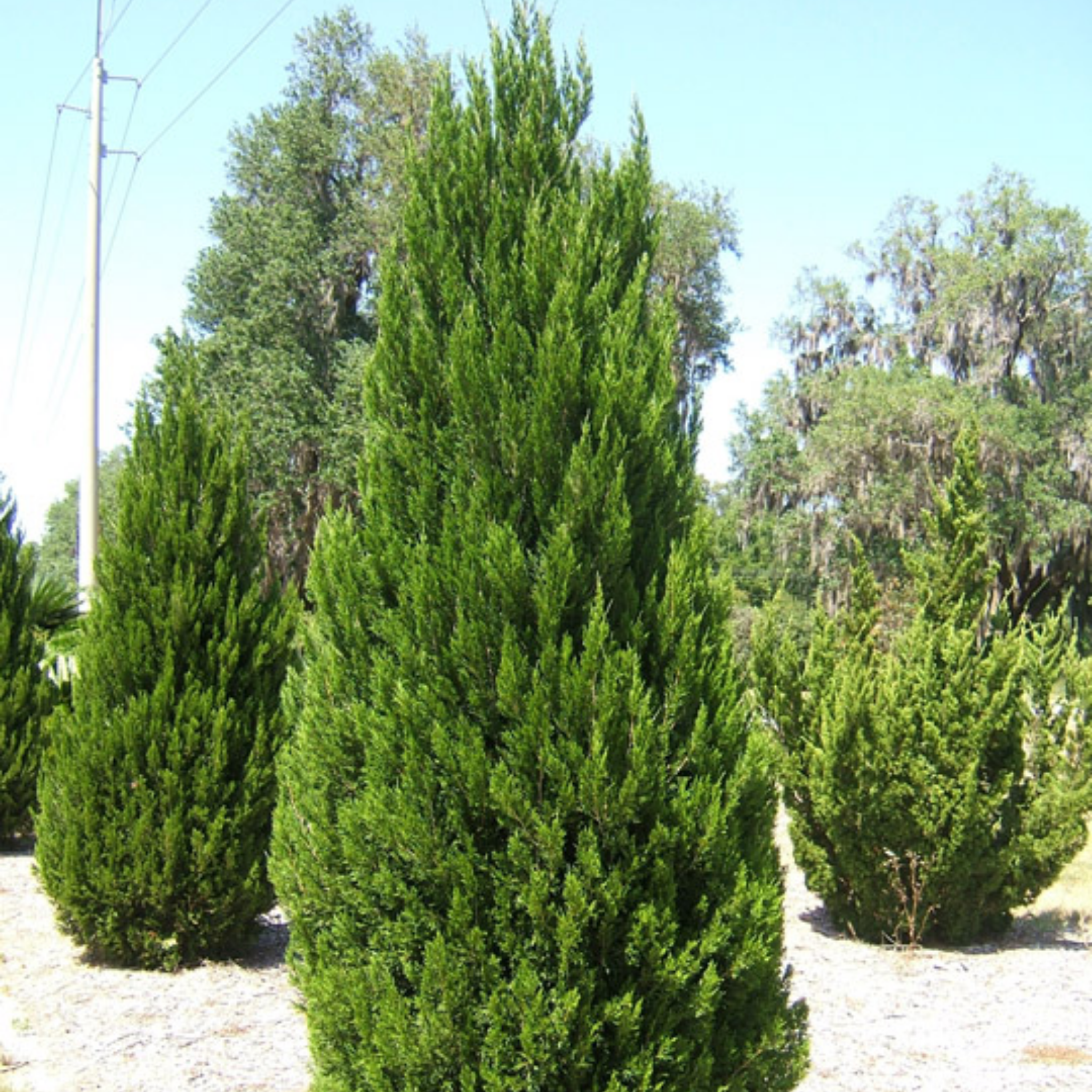 Juniperus chinensis ‘Spartan’ - Chinese Juniper Conifer