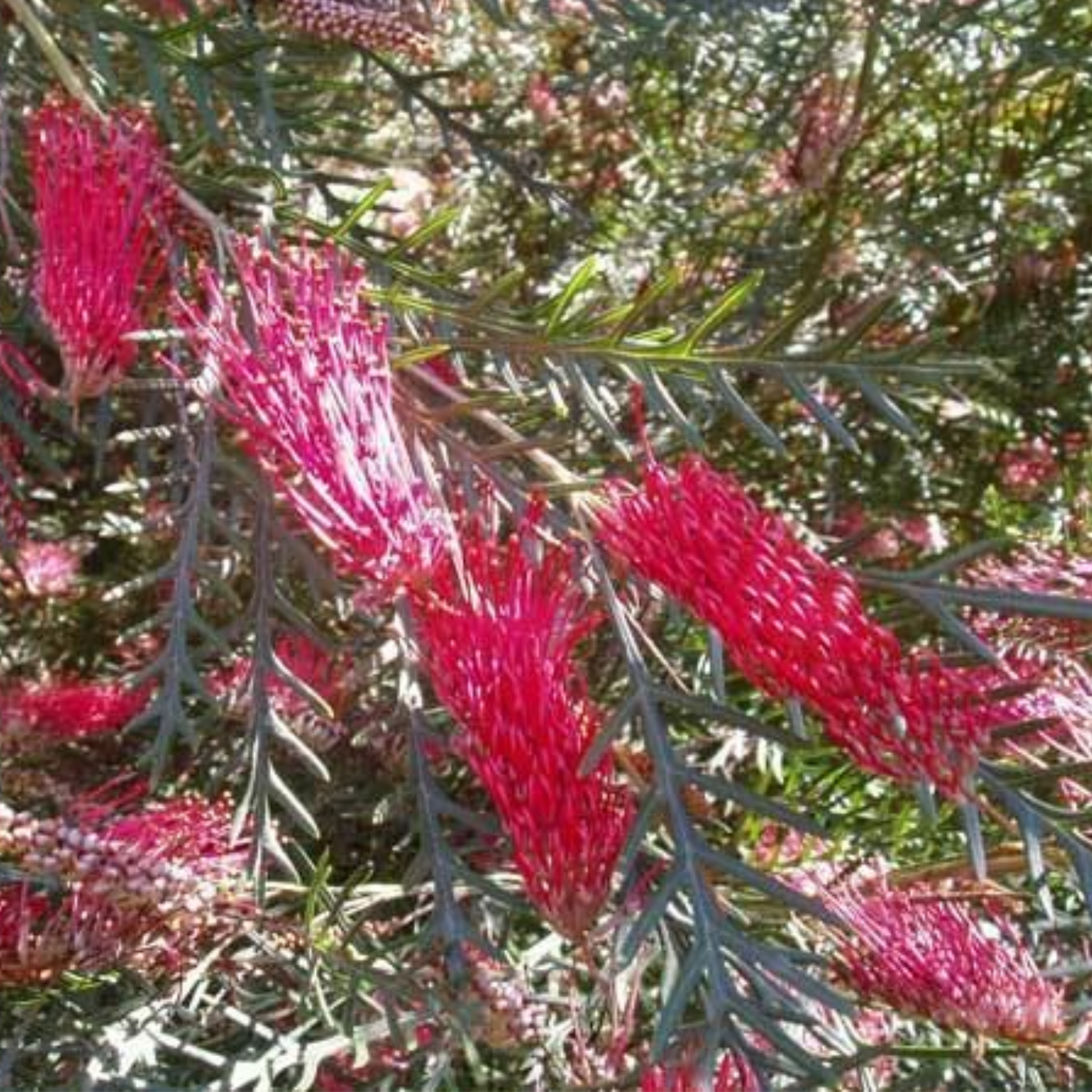 Grevillea 'Red Hooks' - Grevillea longifolia tetragonoloba Red Hooks