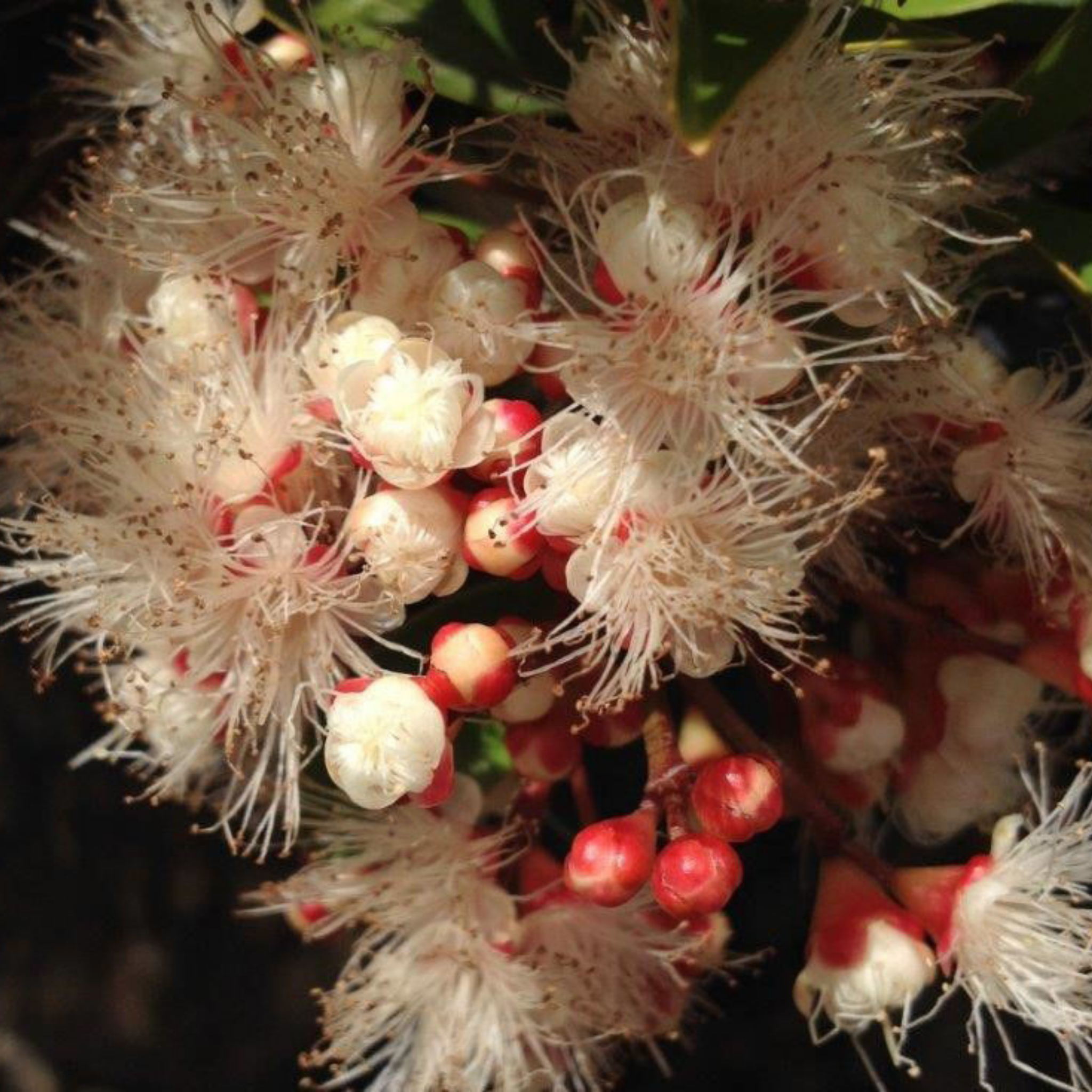 Lilly Pilly Winter Lights - Syzygium australe Winter Lights