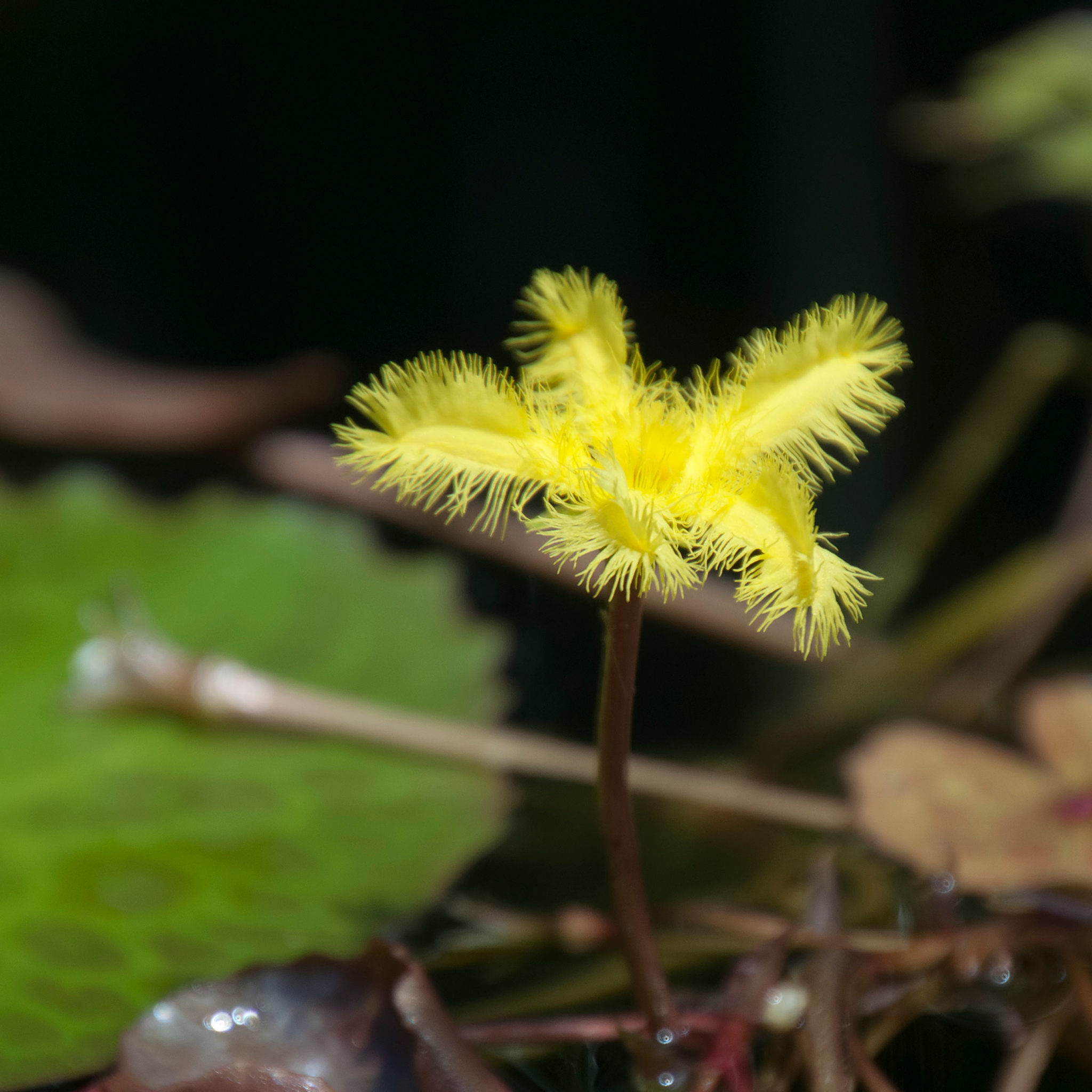 Marshwort yellow - Nymphoides geminata