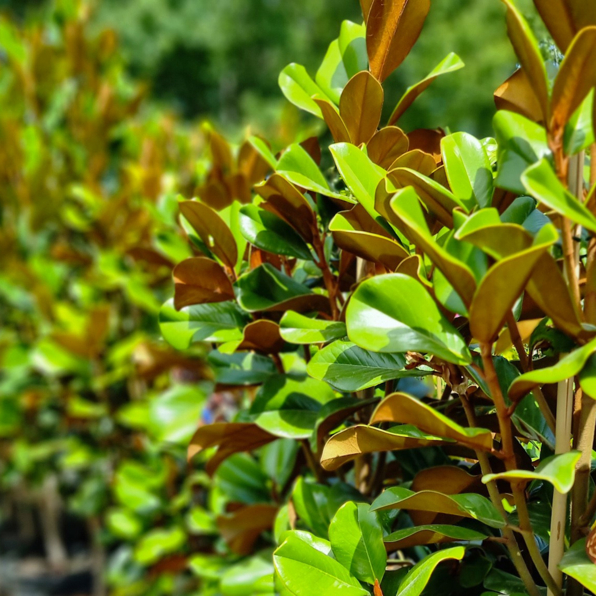 Magnolia Teddy Bear - Magnolia grandiflora Teddy Bear