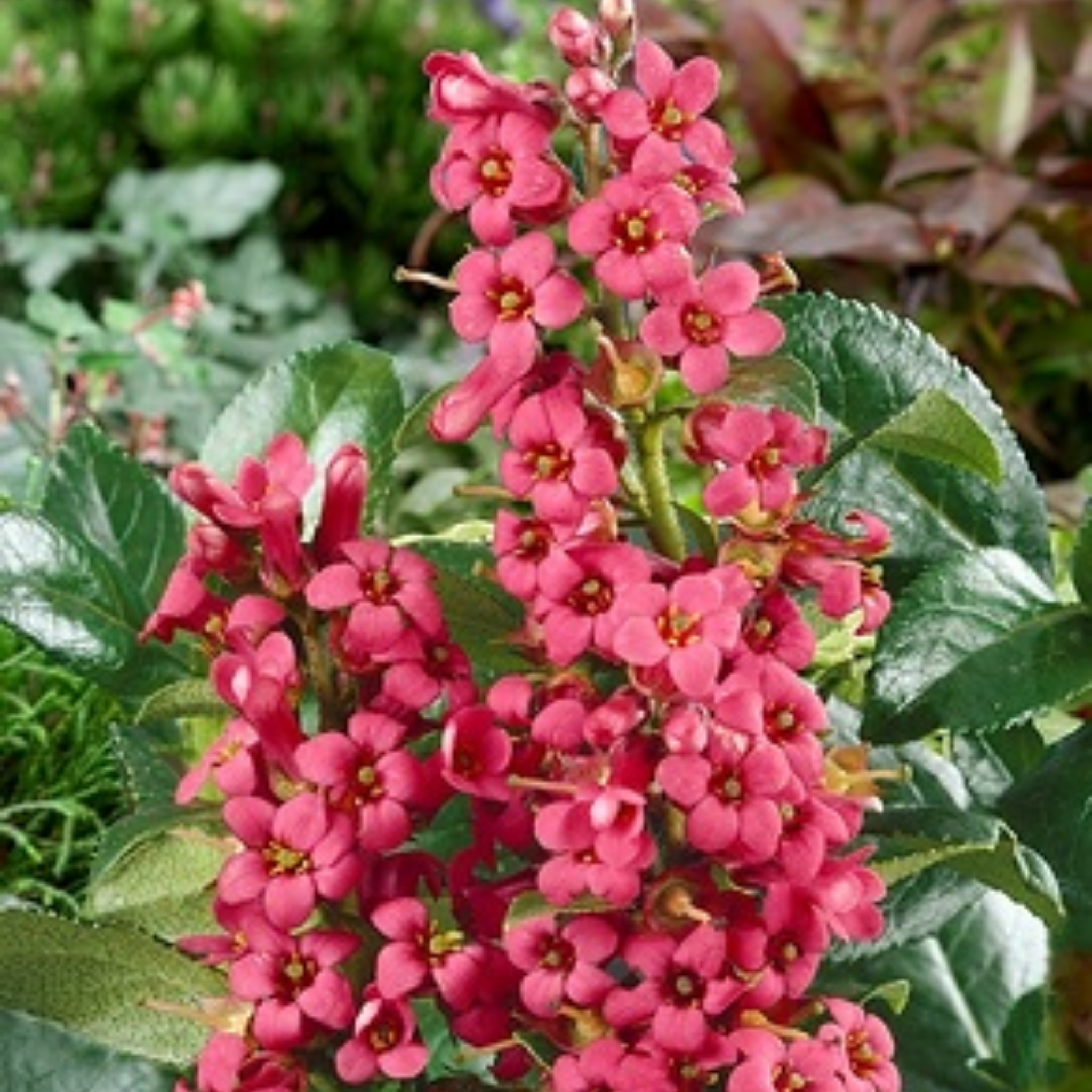 Escallonia Red Knight - Escallonia langleyensis Red Knight