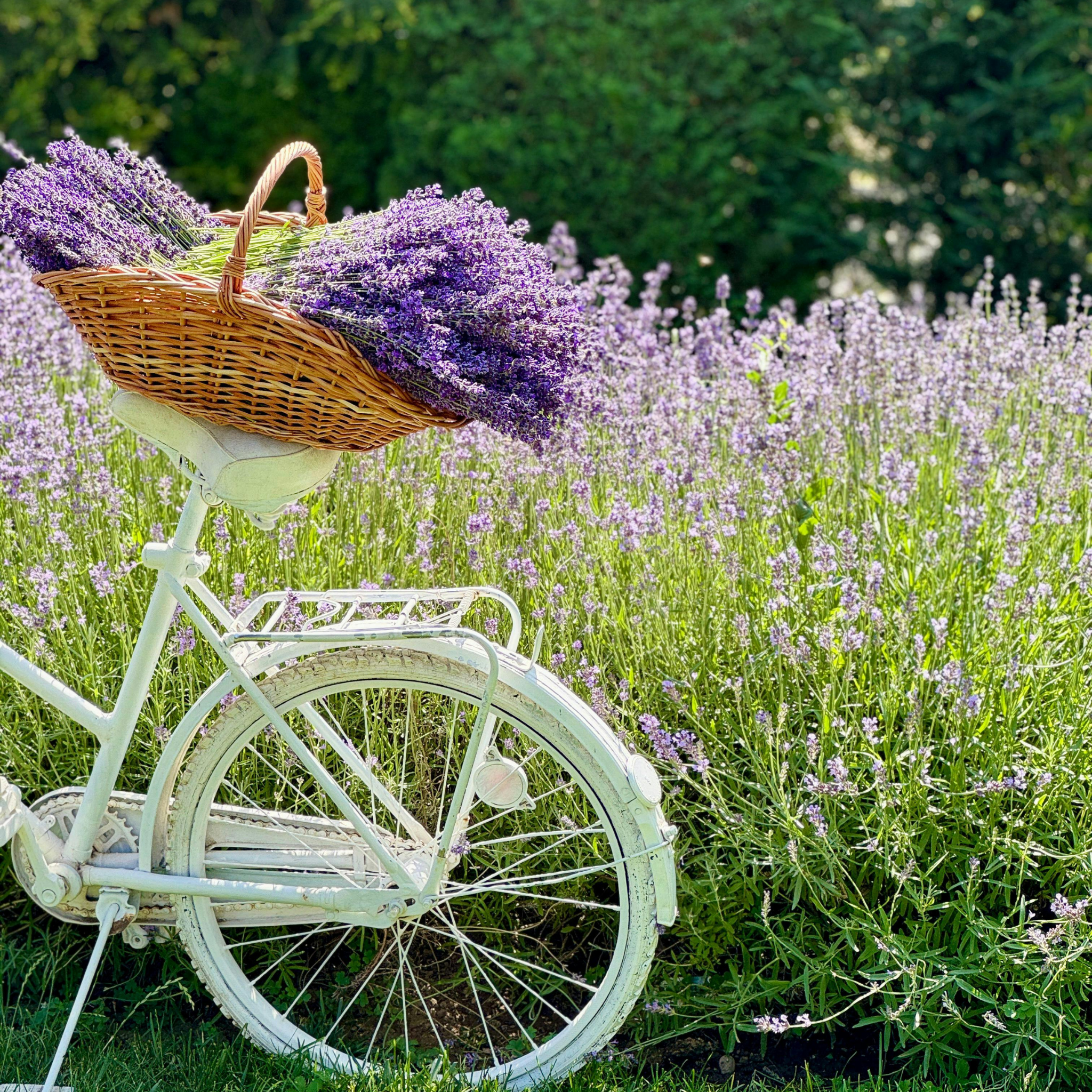 Compact English Lavender - Lavandula angustifolia Hidcote