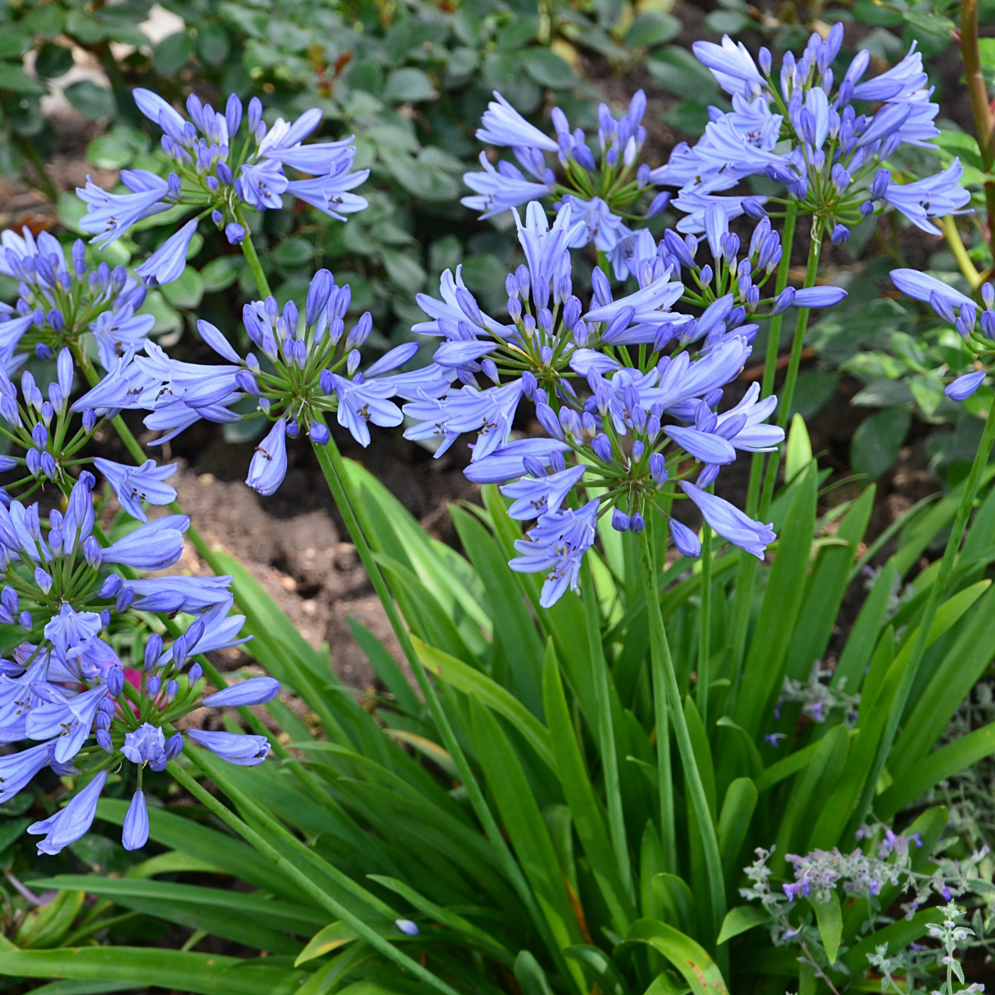 Agapanthus africanus 'Baby Blue' - Dwarf African Lily of the Nile