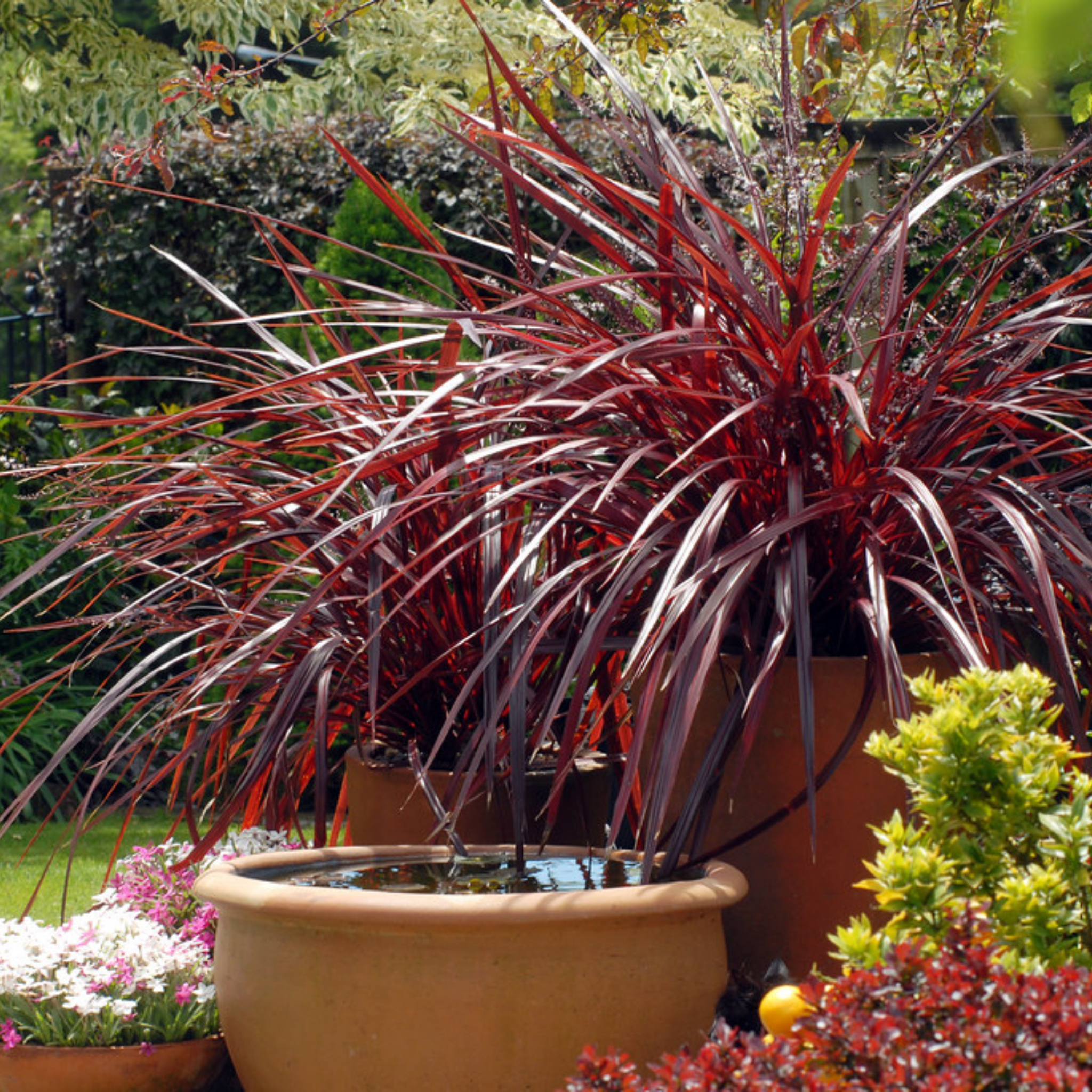Potted plant with red and green leaves in a garden setting