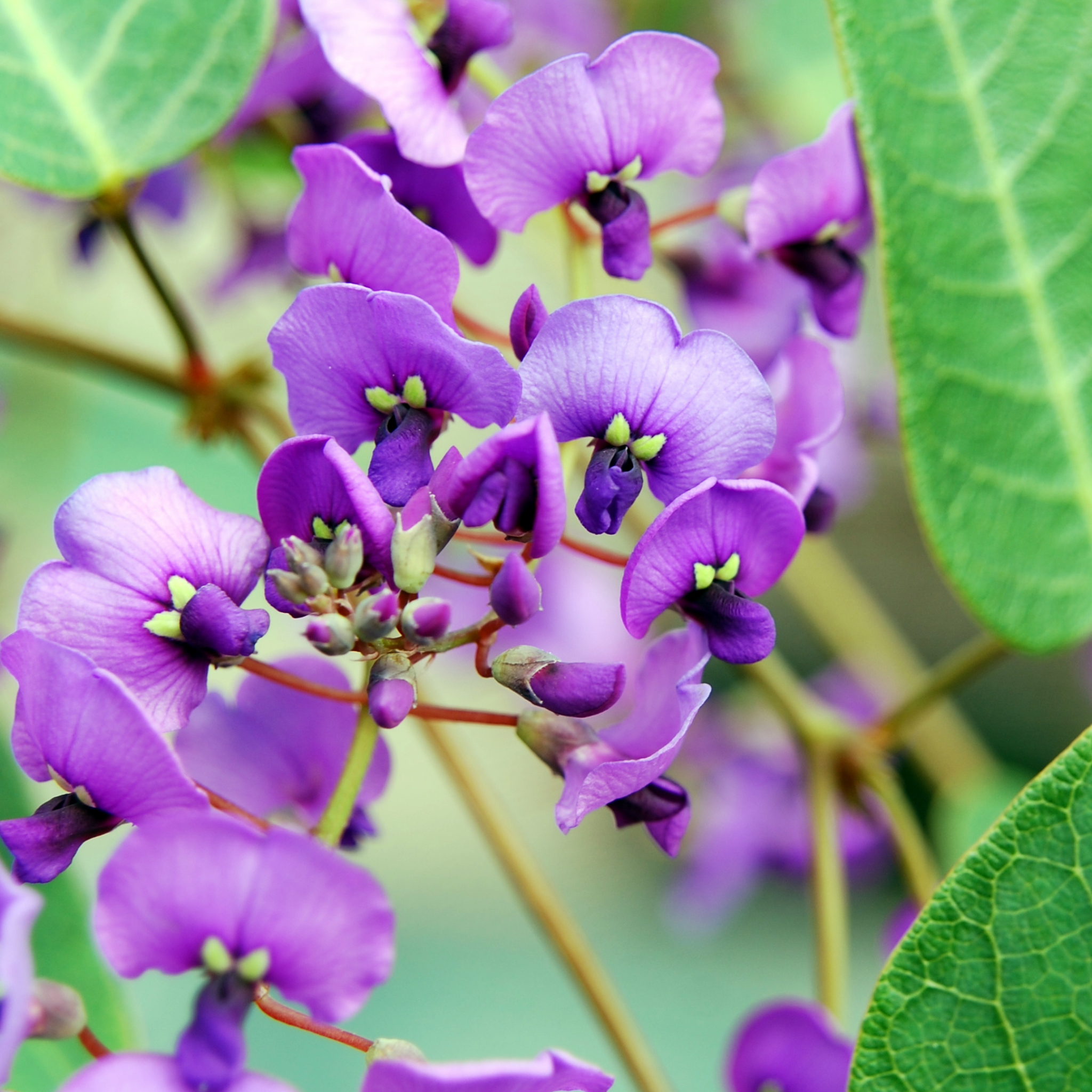 Hardenbergia violacea Happy Wanderer - Native Wisteria
