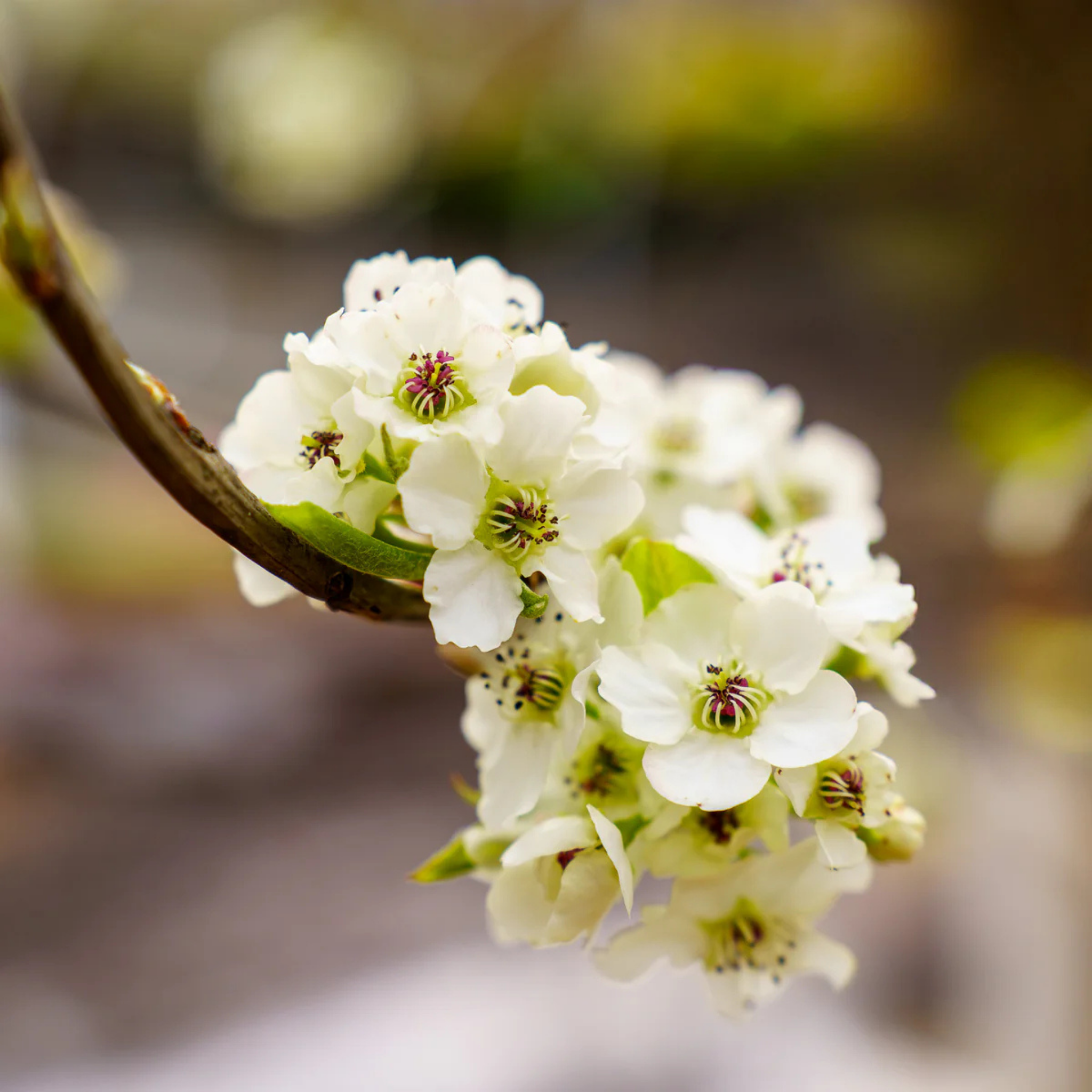 Ornamental Callery Pear Cleveland Select - Pyrus calleryana Cleveland Select