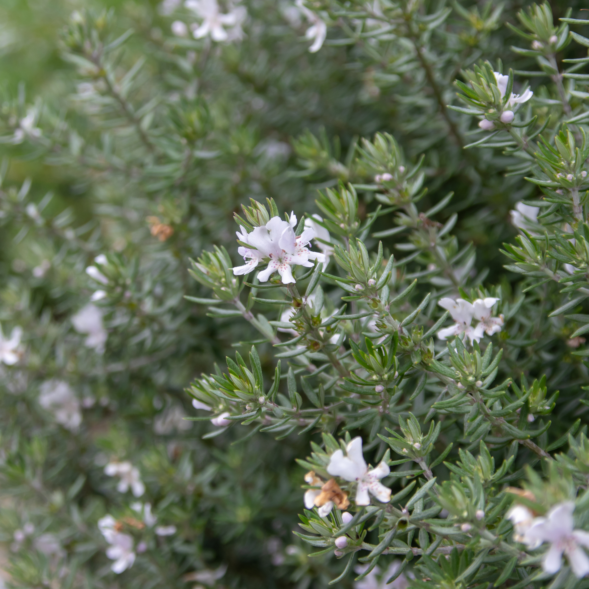 Grey Box Native Rosemary - Westringia fruticosa Grey Box