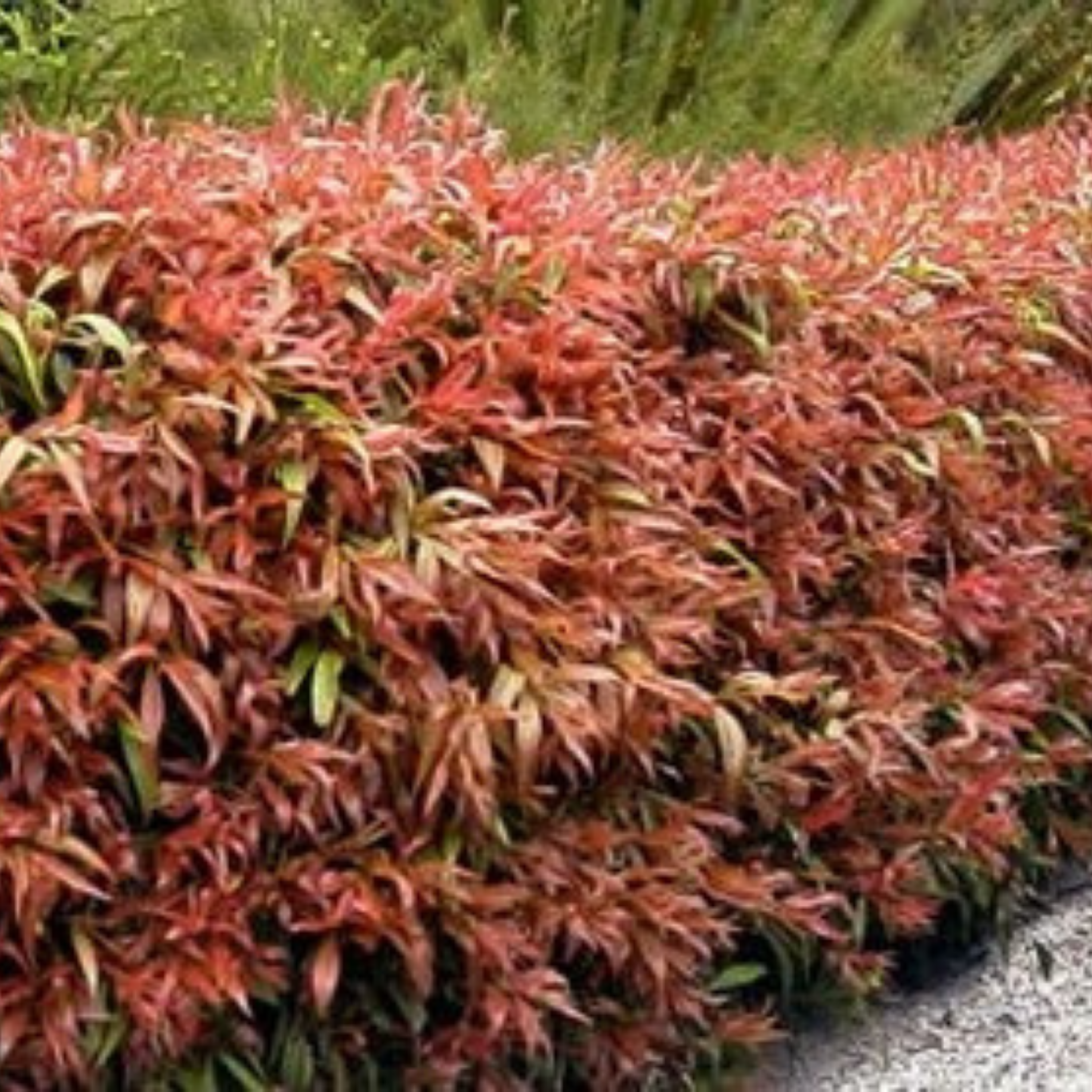 Great balls of Fire Bottlebrush - Callistemon salignus 'Great Balls of Fire’
