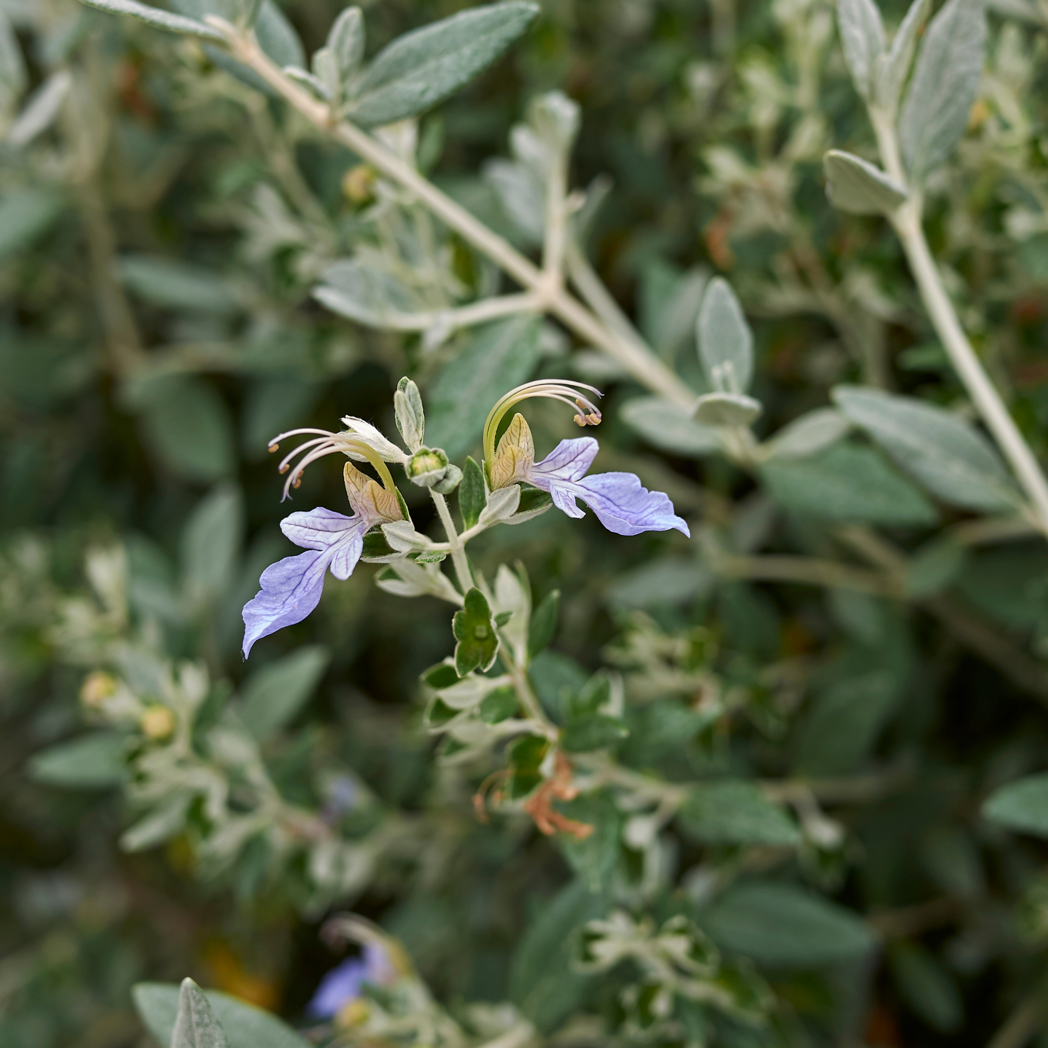 Shrubby Germander - Teucrium fruticans