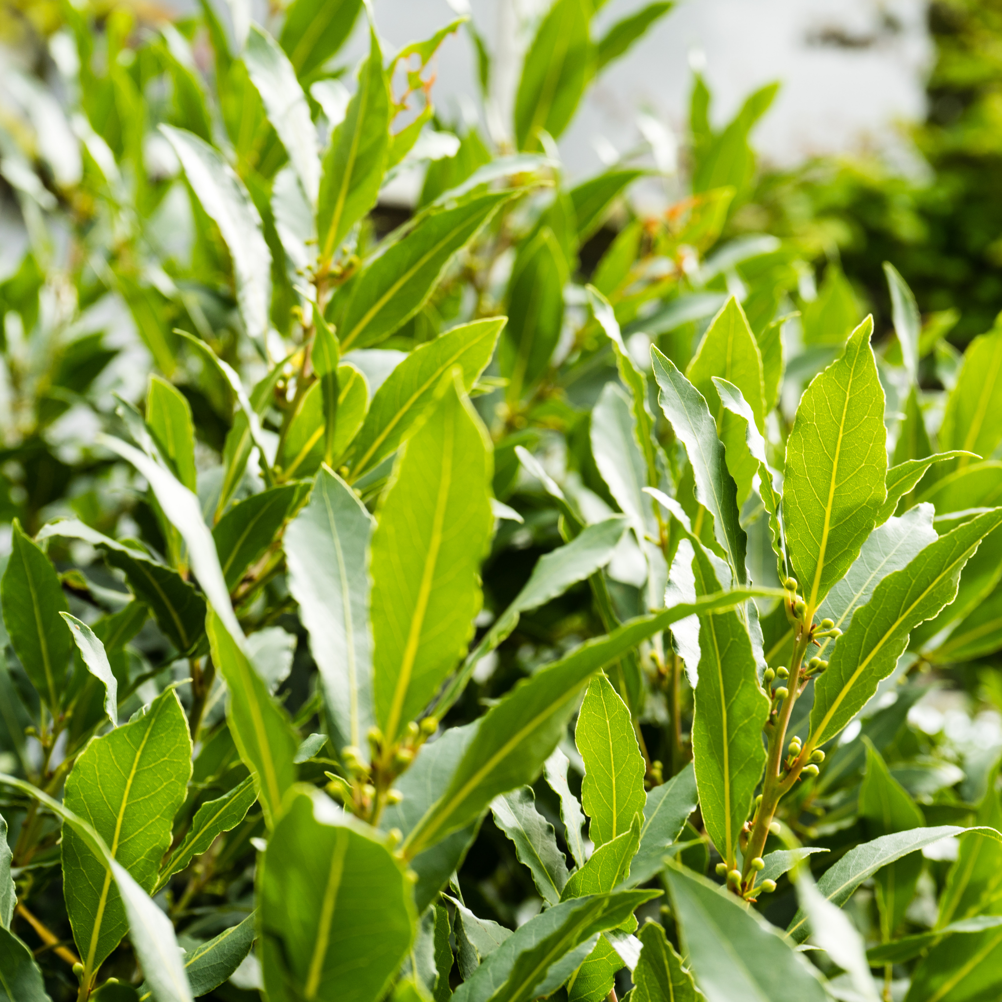 Bay Laurel 'Miles Choice' - Laurus nobilis Miles Choice
