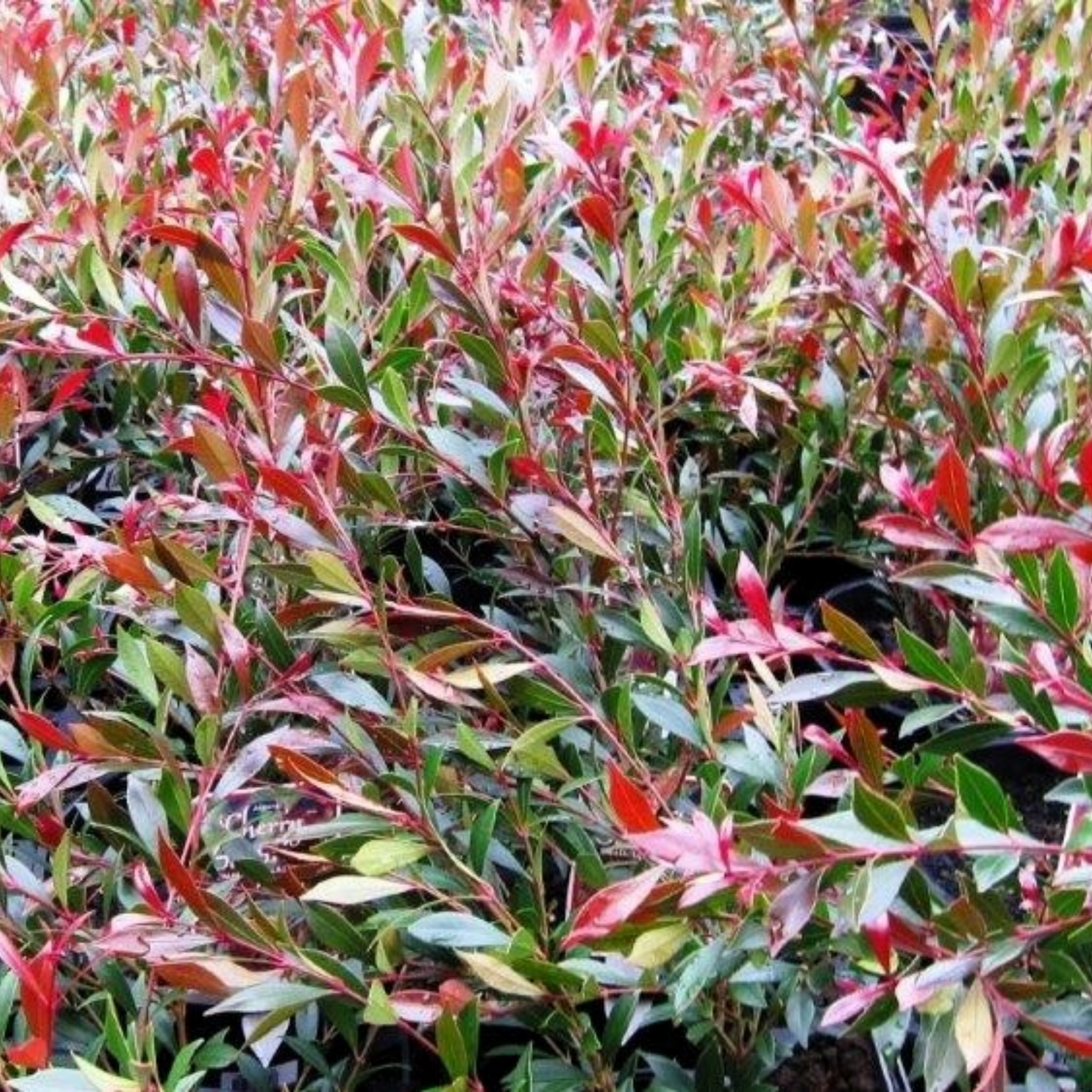 Lilly Pilly Cherry Surprise - Acmena smithii 'Cherry Surprise'