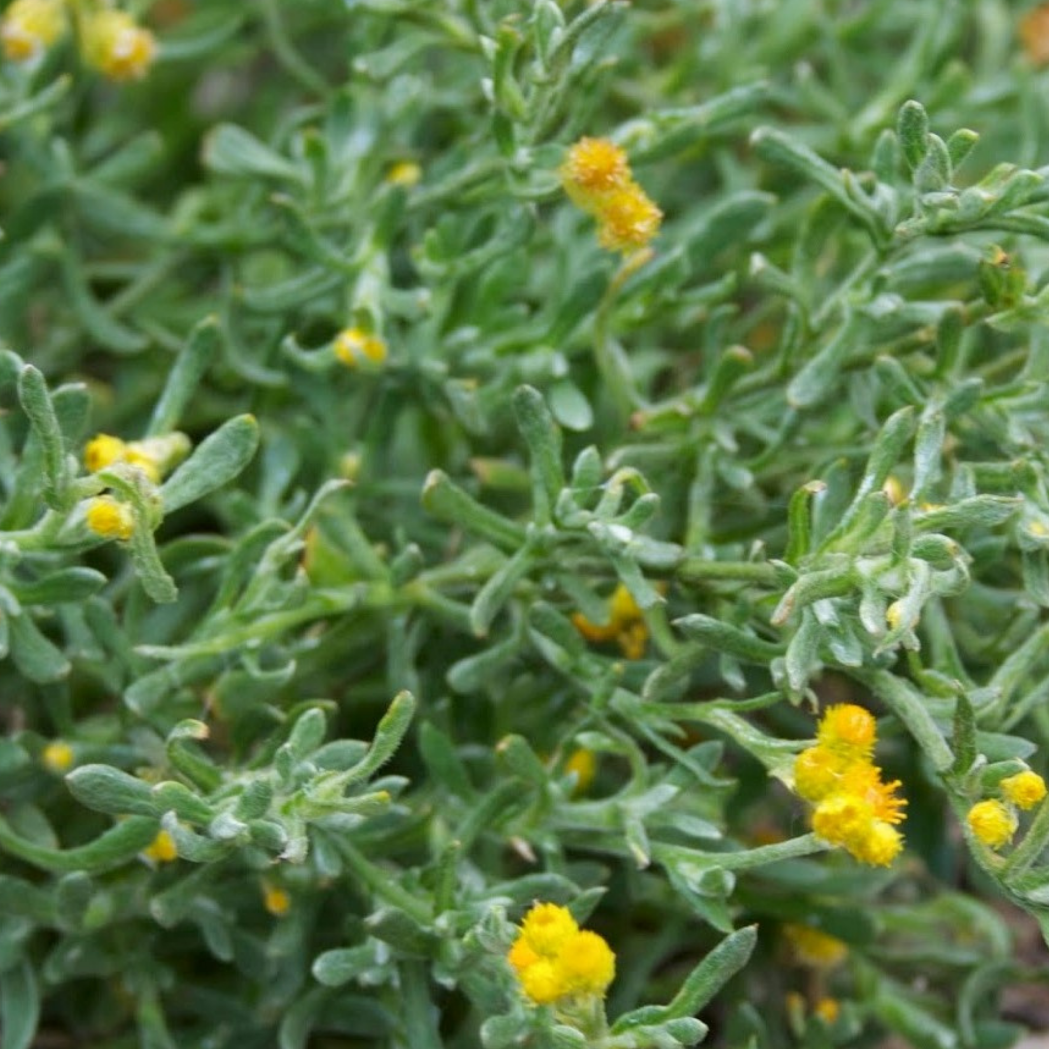 Yellow Buttons (Common everlasting) - Chrysocephalum apiculatum