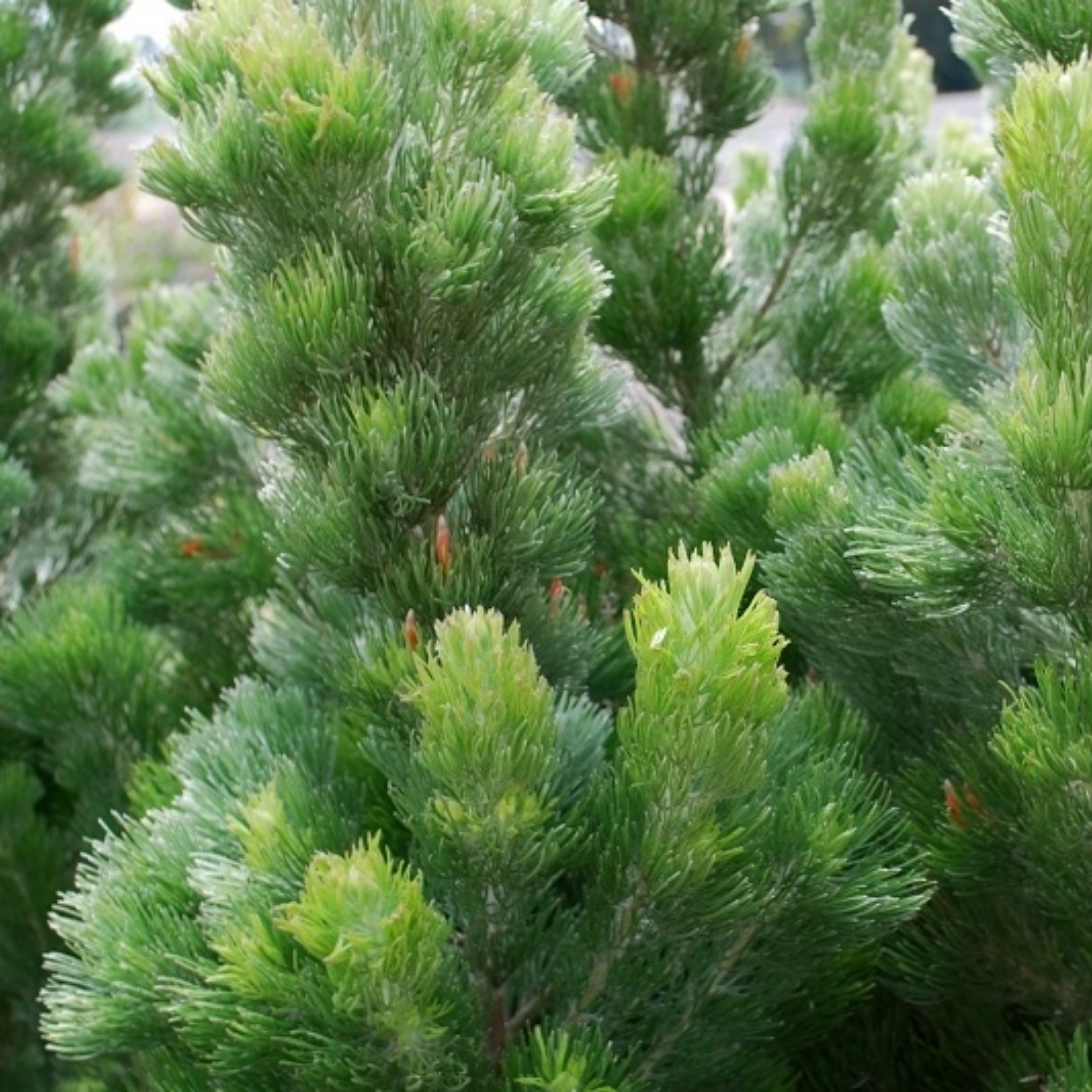 Woolly Bush Silver Sensation - Adenanthos sericeus 'Silver Sensation'