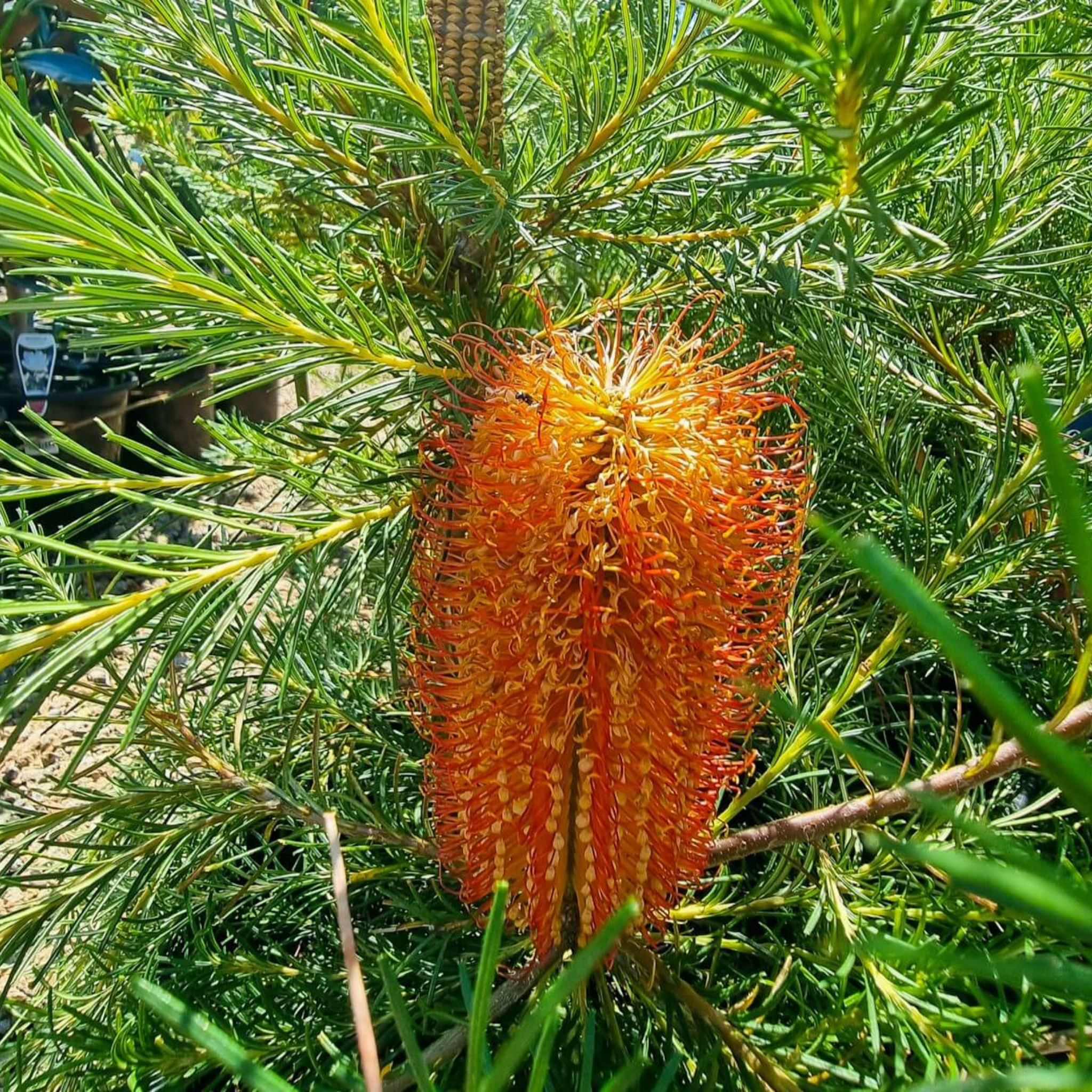 Close-up of an orange banksia flower among green leaves