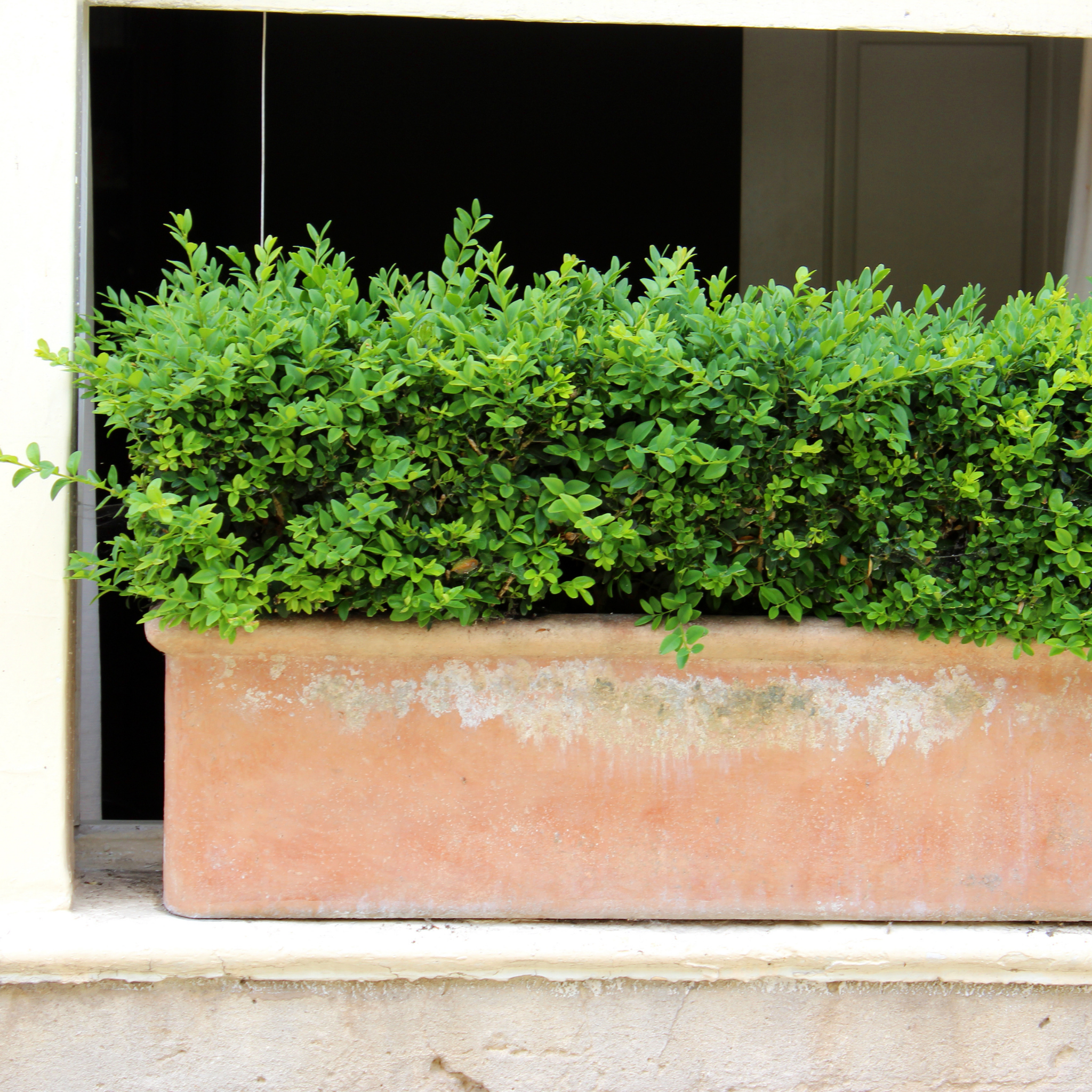 Green bush in a terracotta planter against a black background