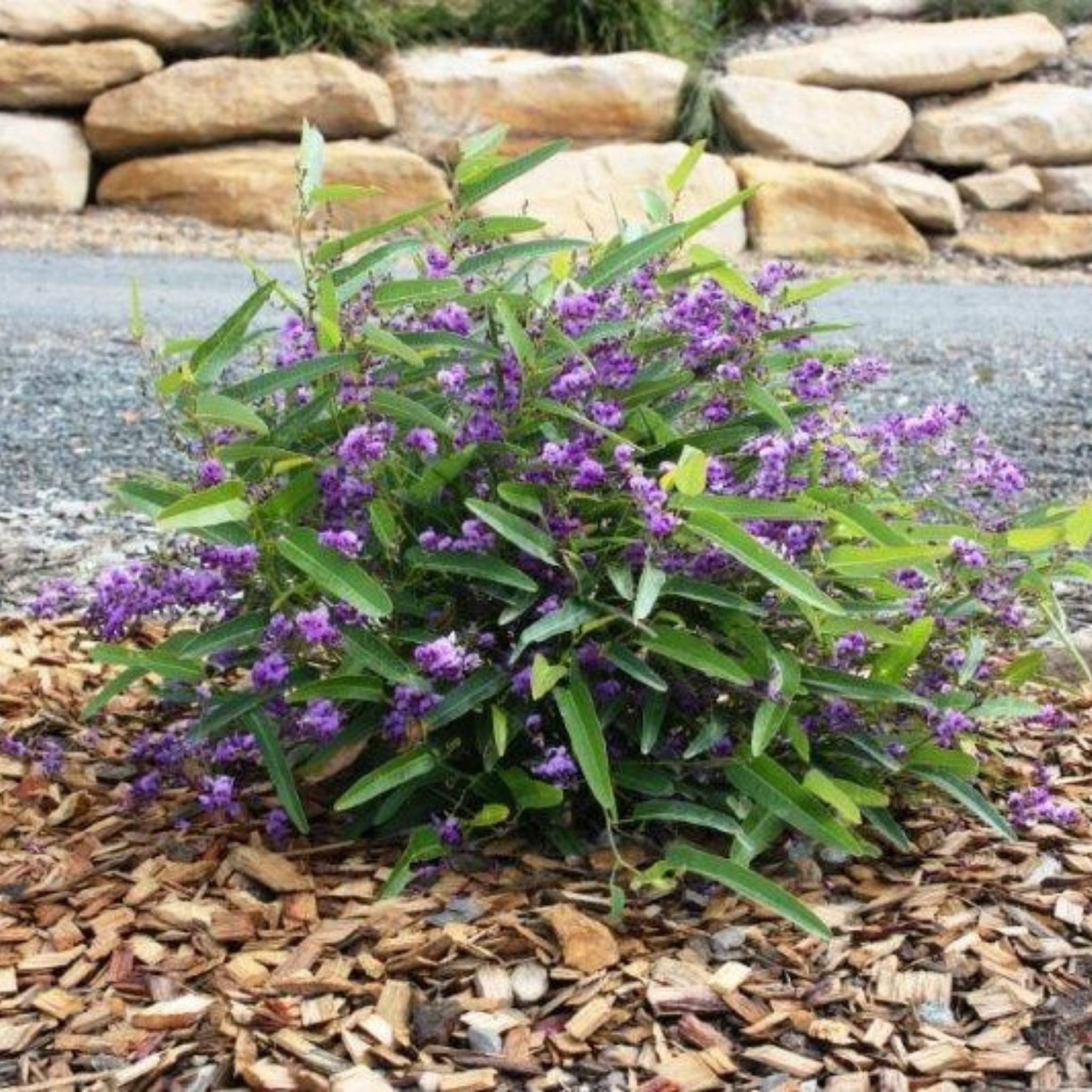 Happy Wanderer Purple Coral Pea - Hardenbergia violacea Meema