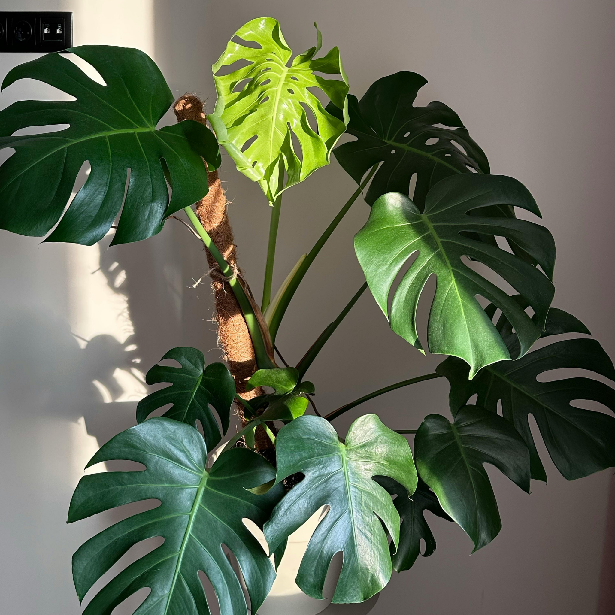 Swiss Cheese Plant - Monstera deliciosa
