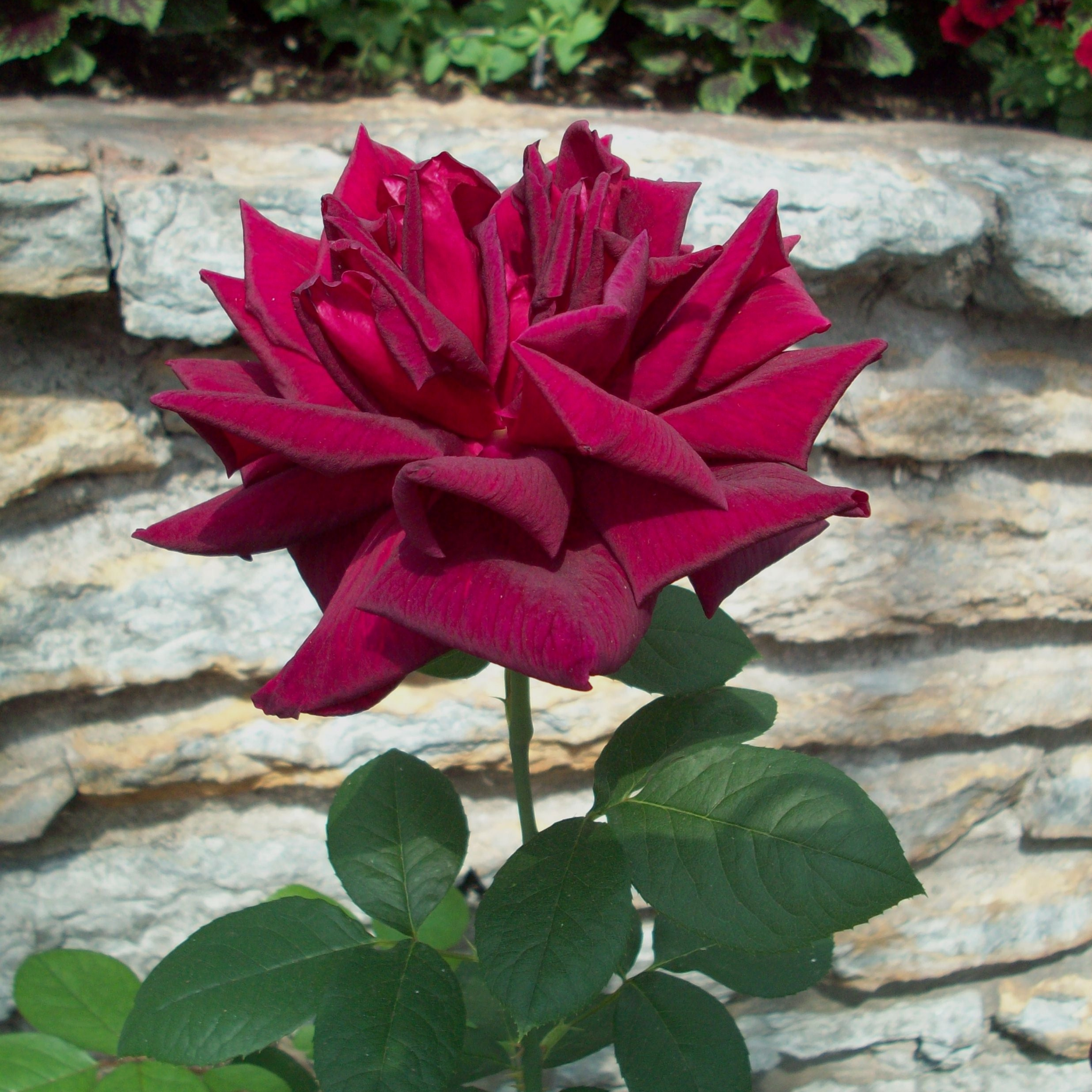 Hybrid Tea Rose - Rosa Mister Lincoln