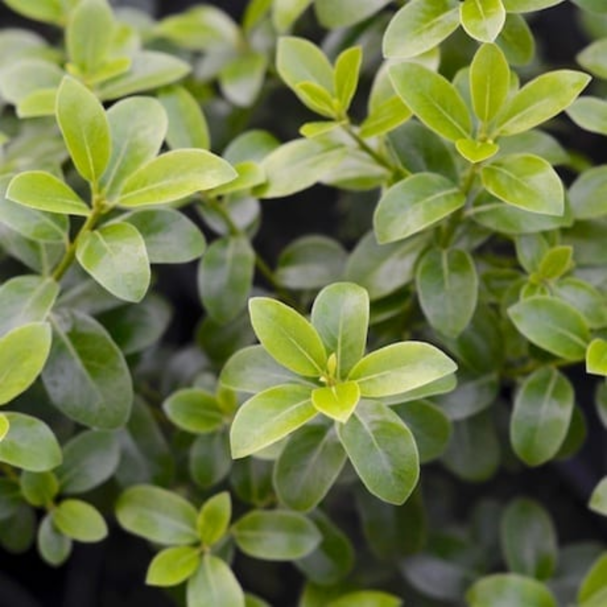 Close-up of green leaves with a blurred background