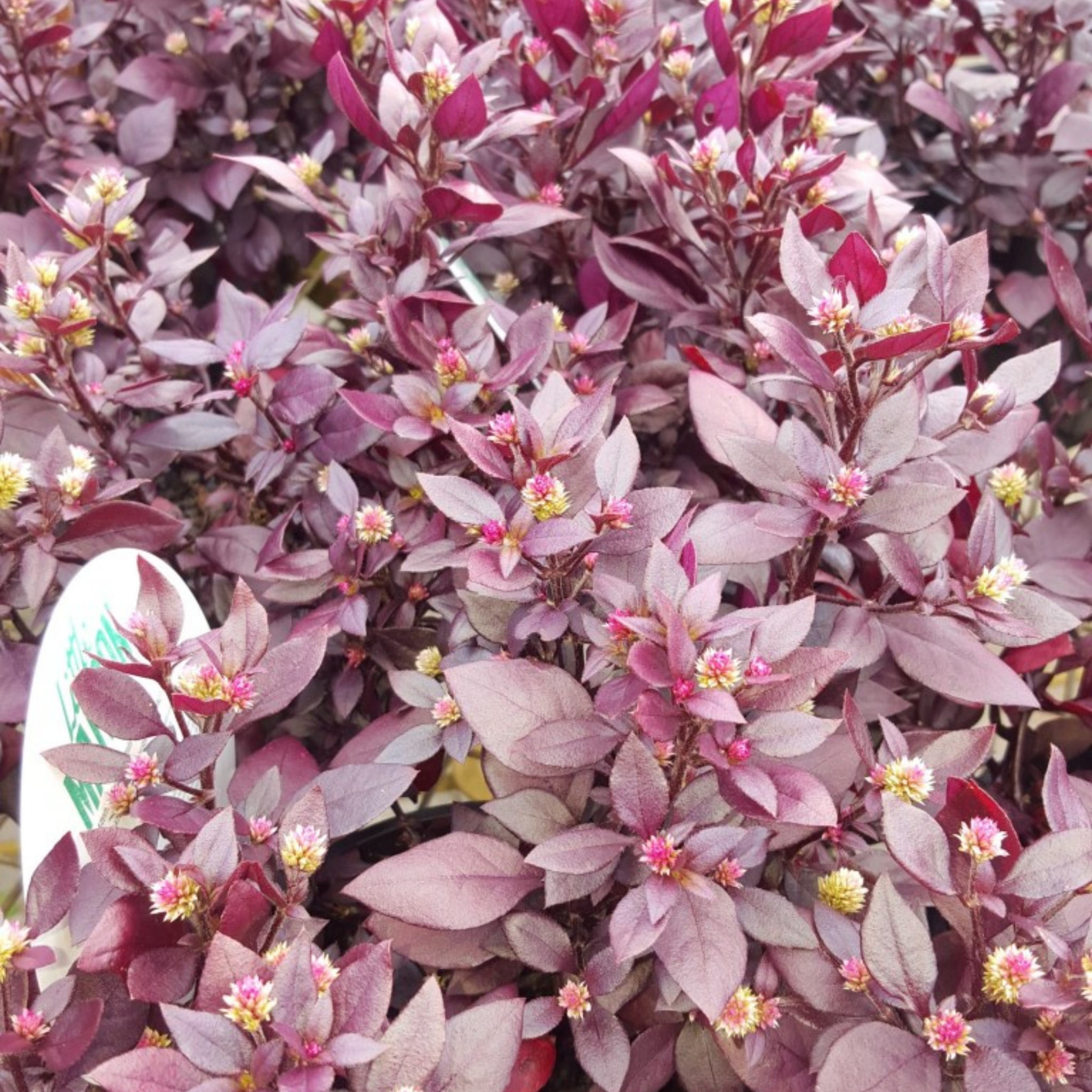 Close-up of purple-leaved plant with small flowers