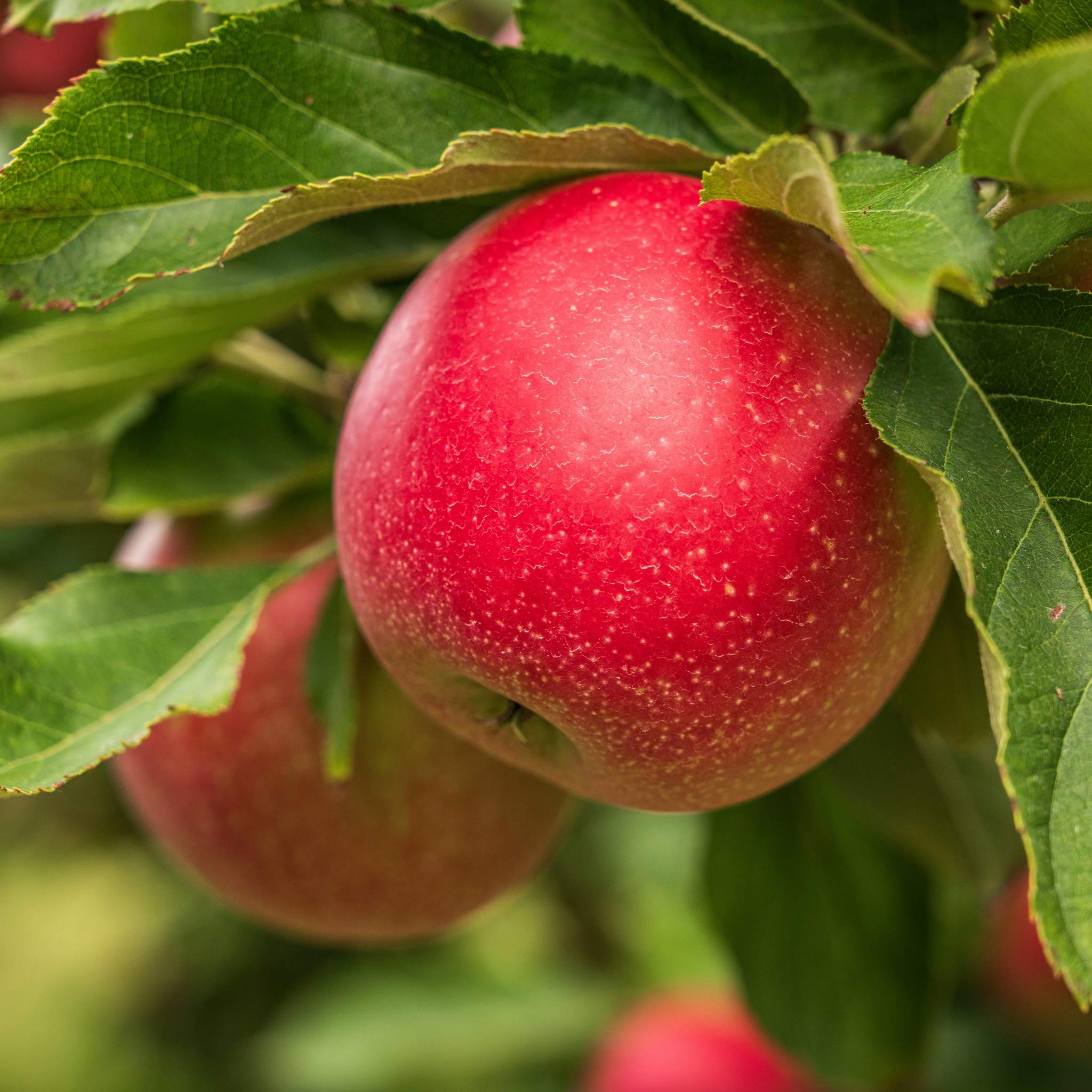 Apple Gala Tree - Malus domestica Gala Apple