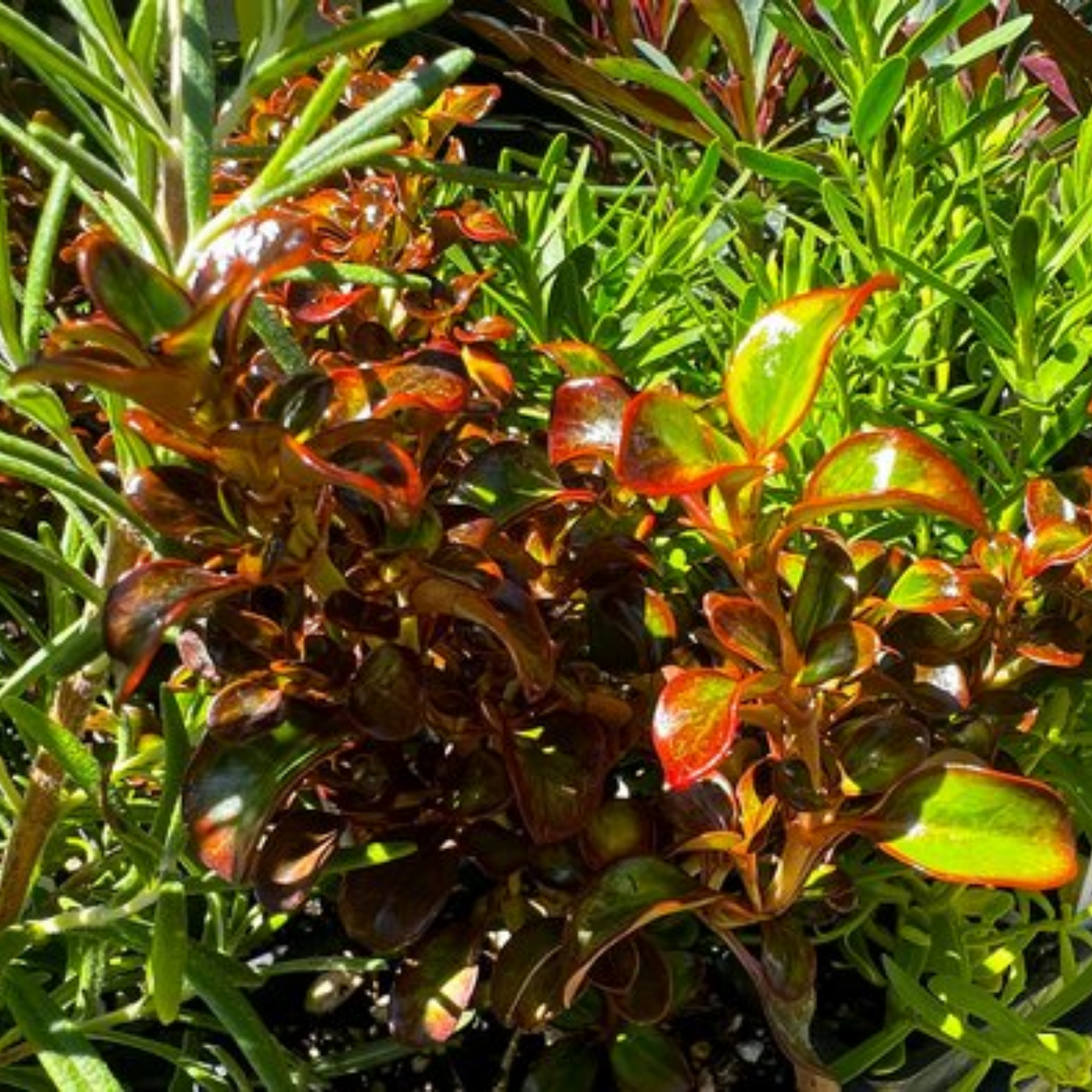 Mirror Bush Tequila Sunrise - Coprosma repens 'Tequila Sunrise'