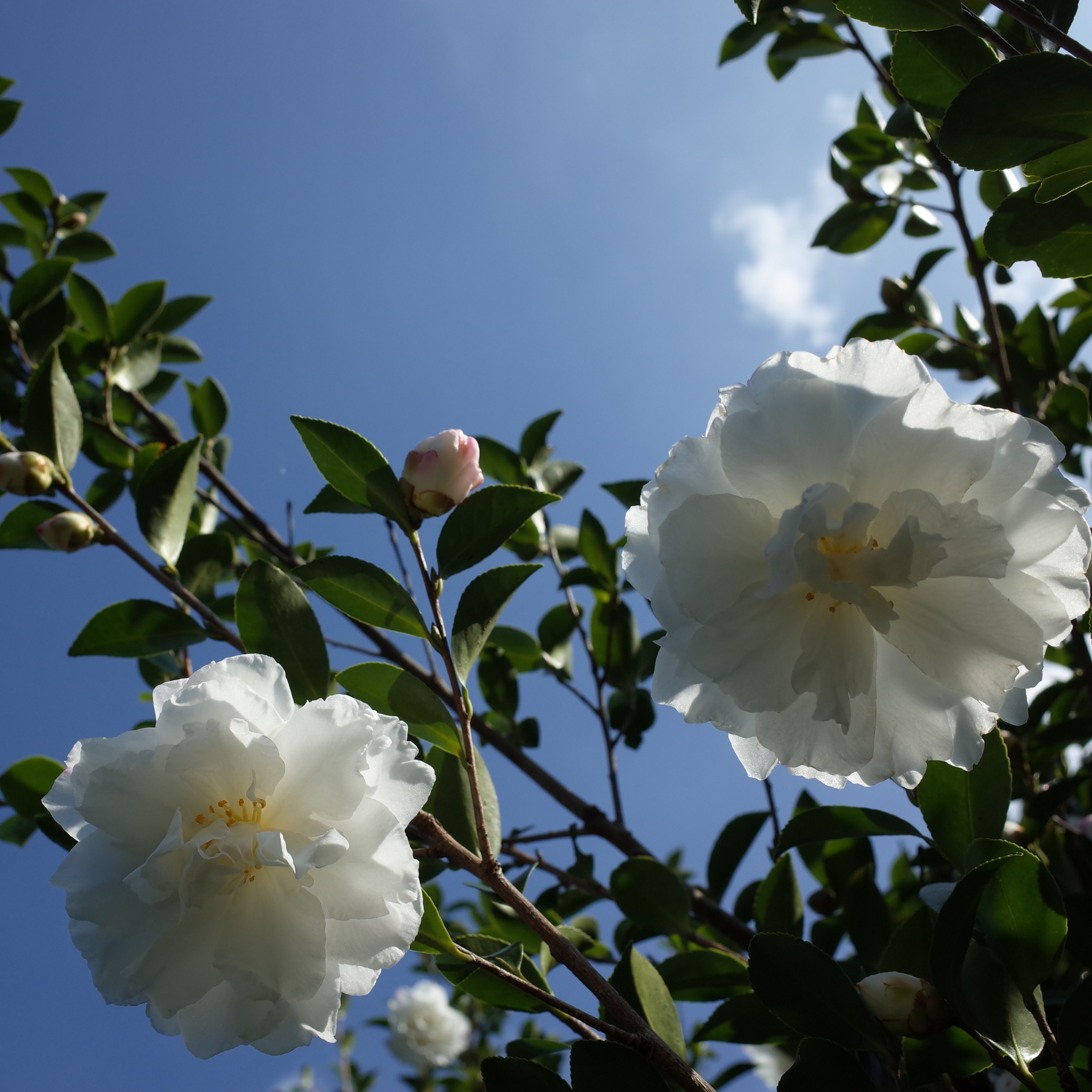 Camellia Pure Silk - Camellia sasanqua 'Pure Silk'
