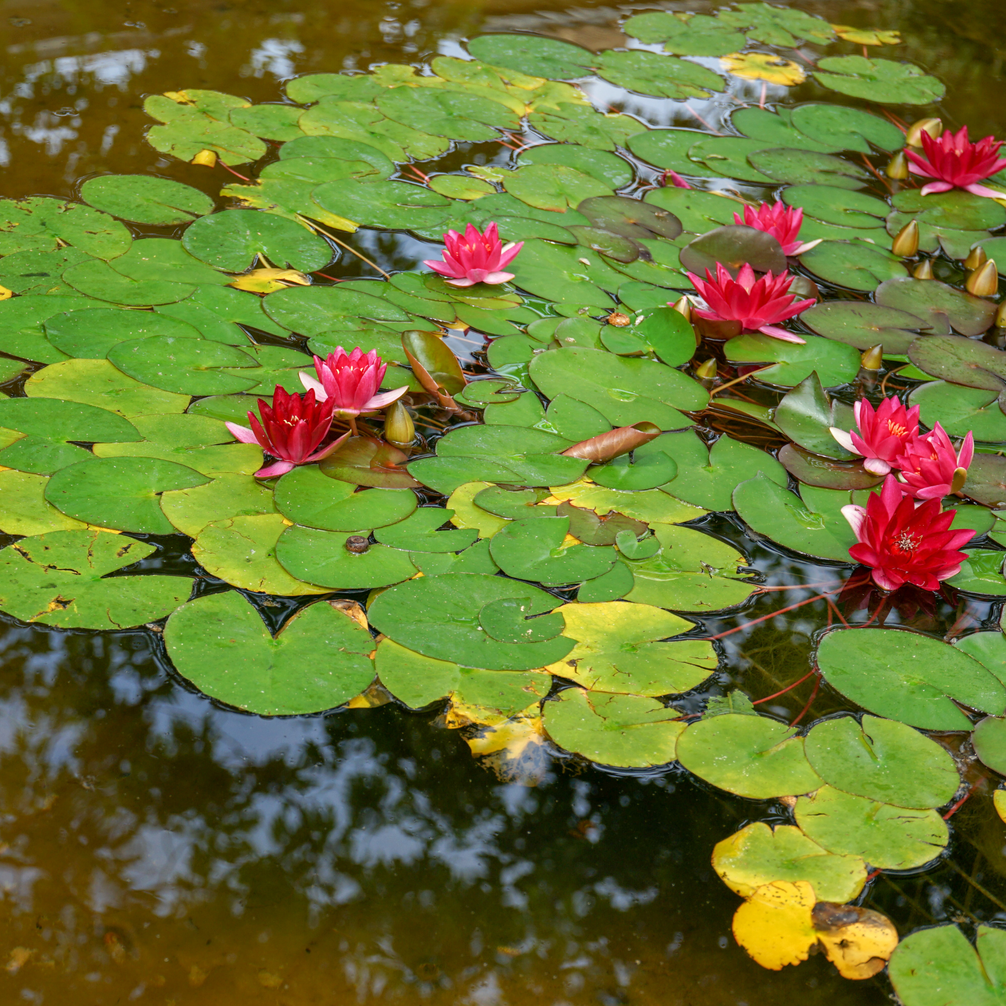 Red Water Lily - Nymphaea hybrida Red