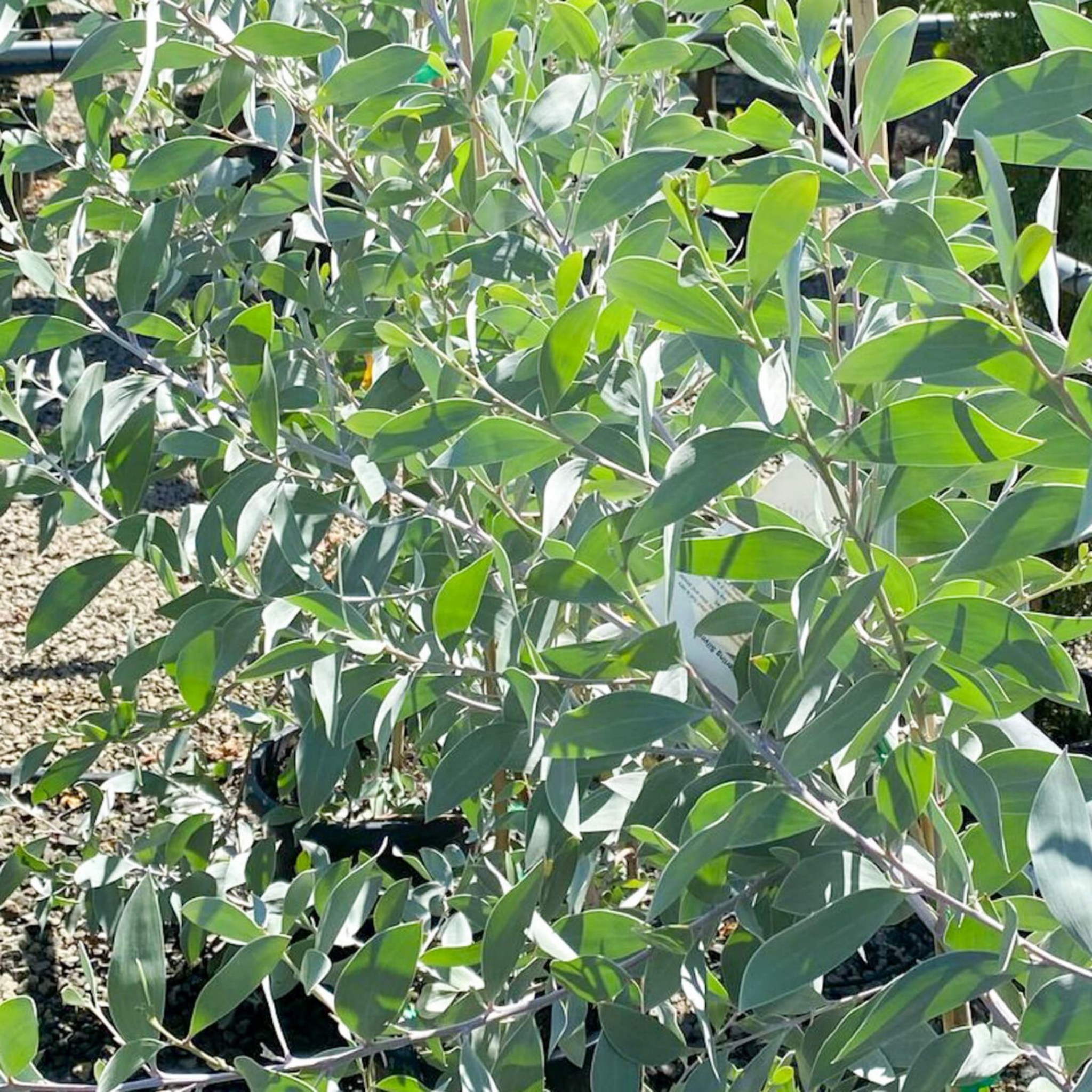 Sterling Silver Wattle - Acacia binervia Sterling Silver