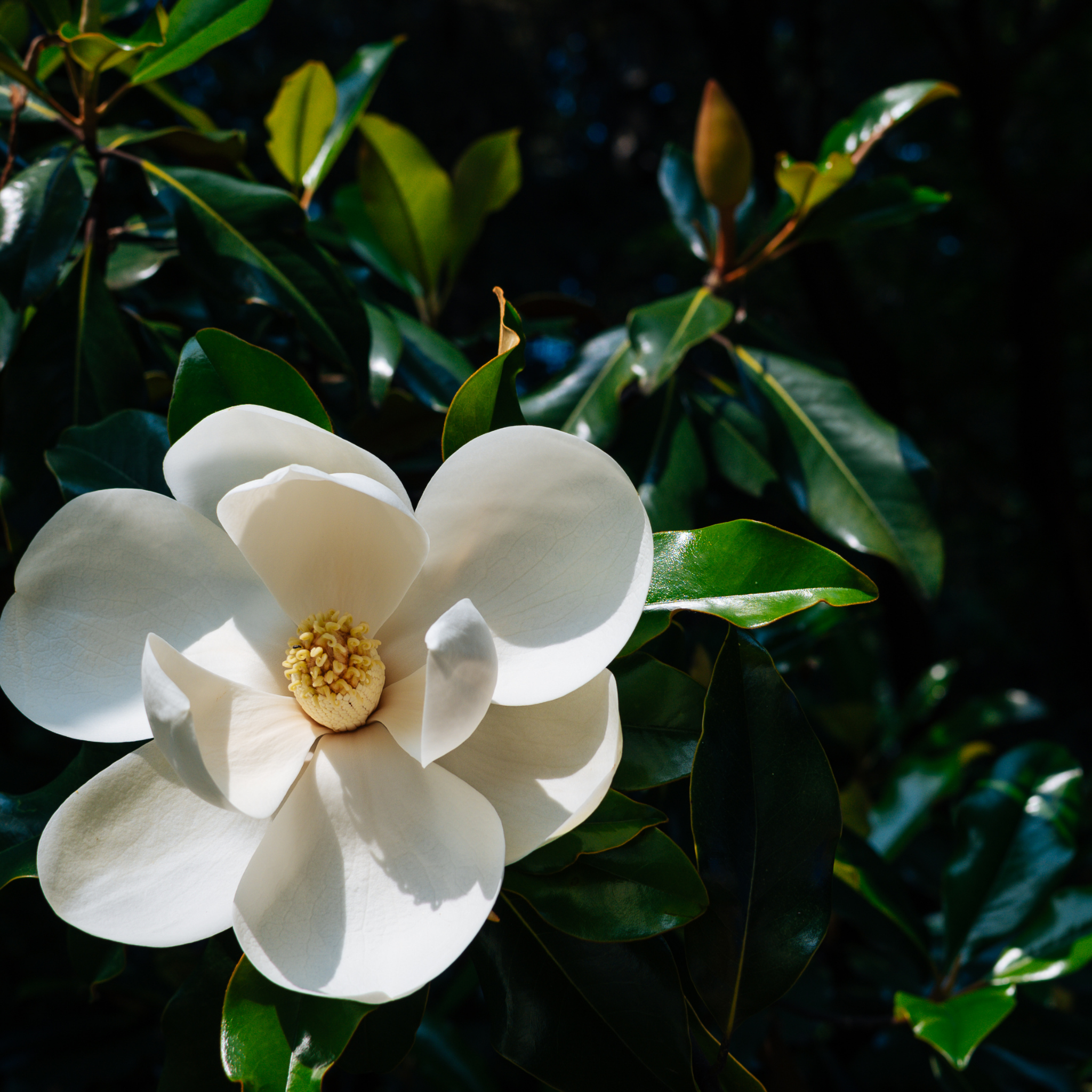 Magnolia Sweet and Neat - Magnolia grandiflora Sweet N Neat