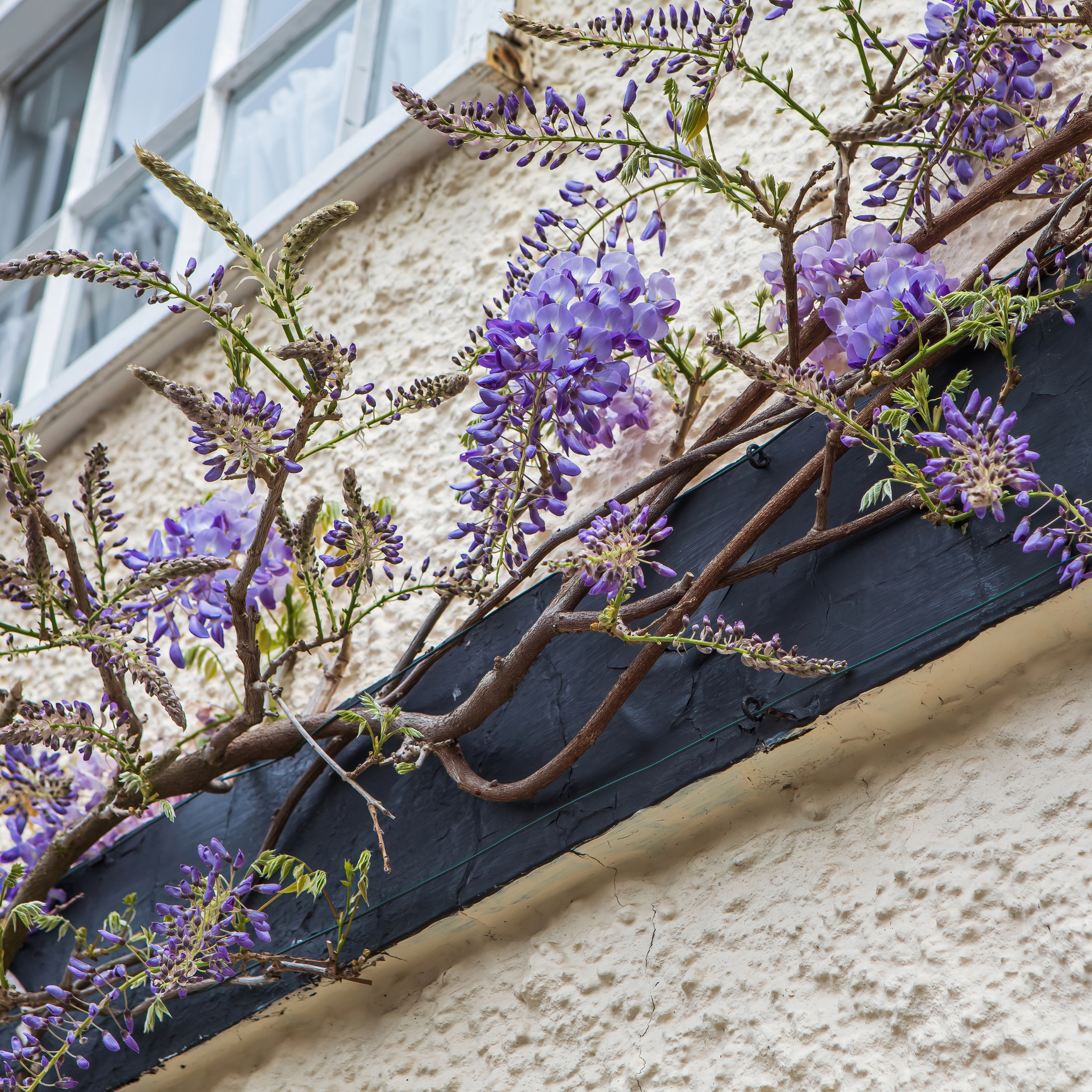 Blue Chinese Wisteria - Wisteria sinensis