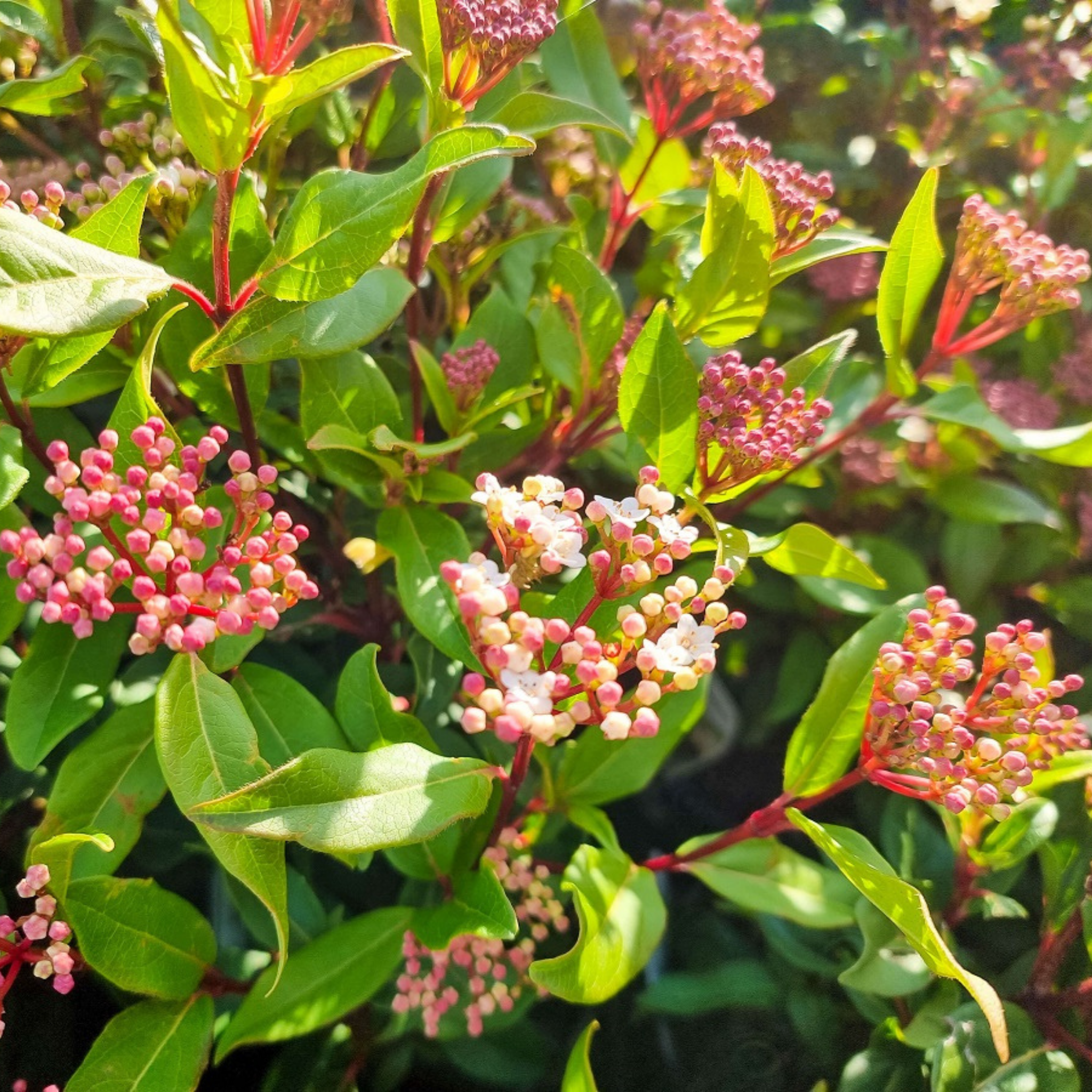 Viburnum tinus - Laurustinus