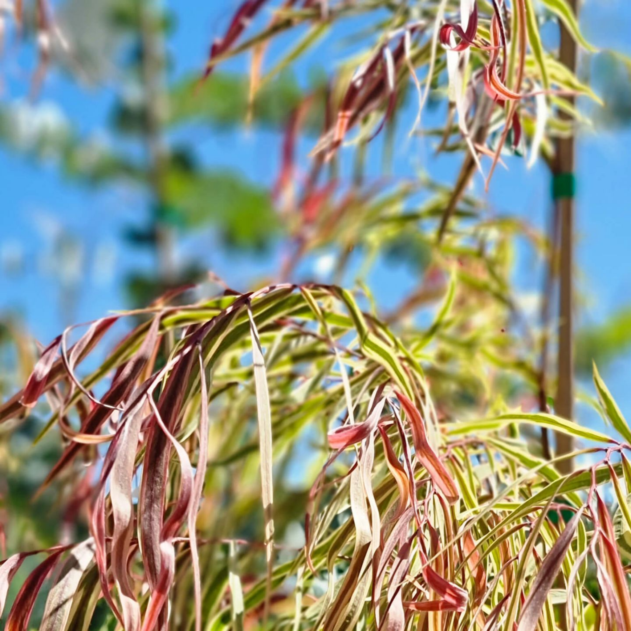 Pink Flamingo Willow Myrtle - Agonis flexuosa Pink Flamingo