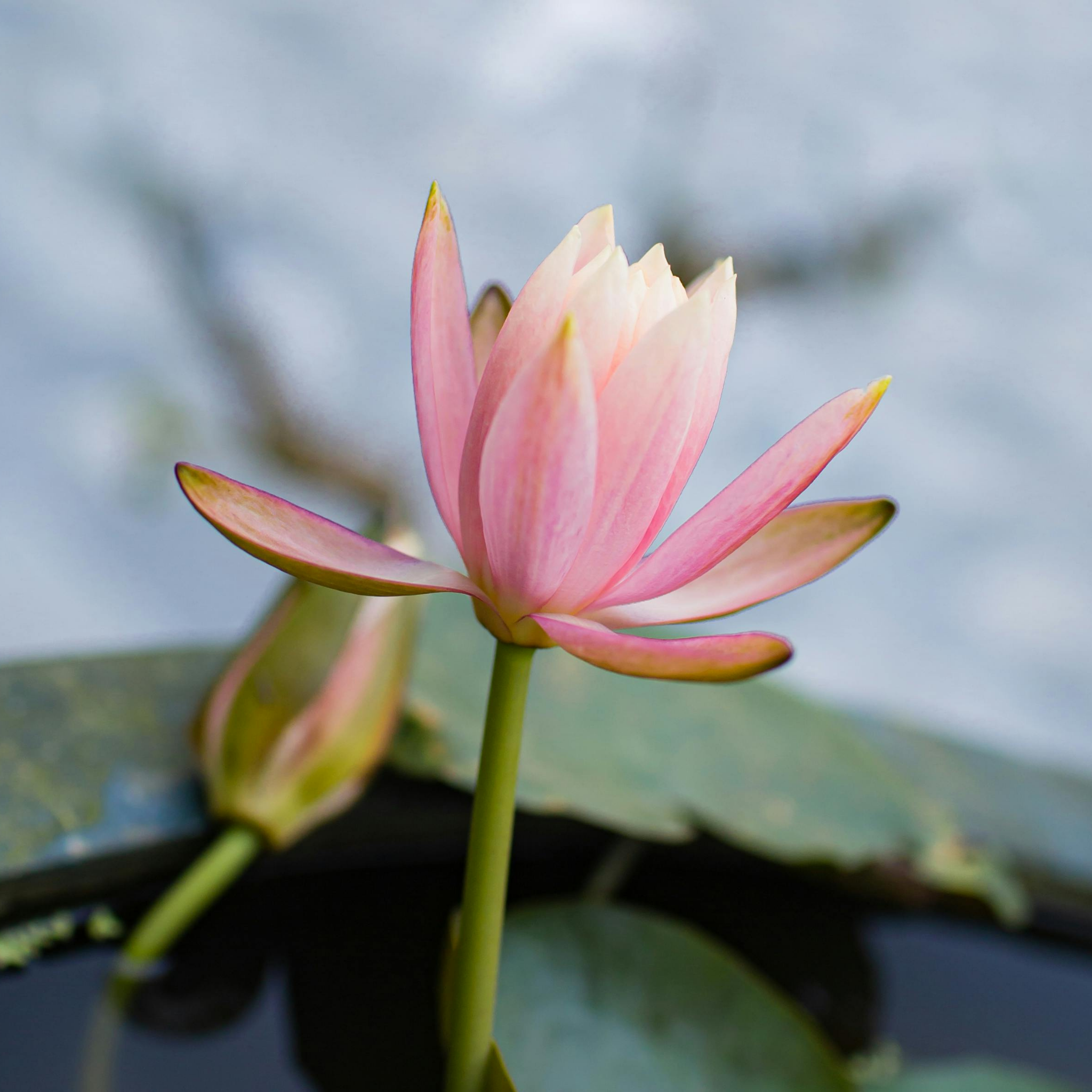 Pink Water Lily - Nymphaea hybrida Pink