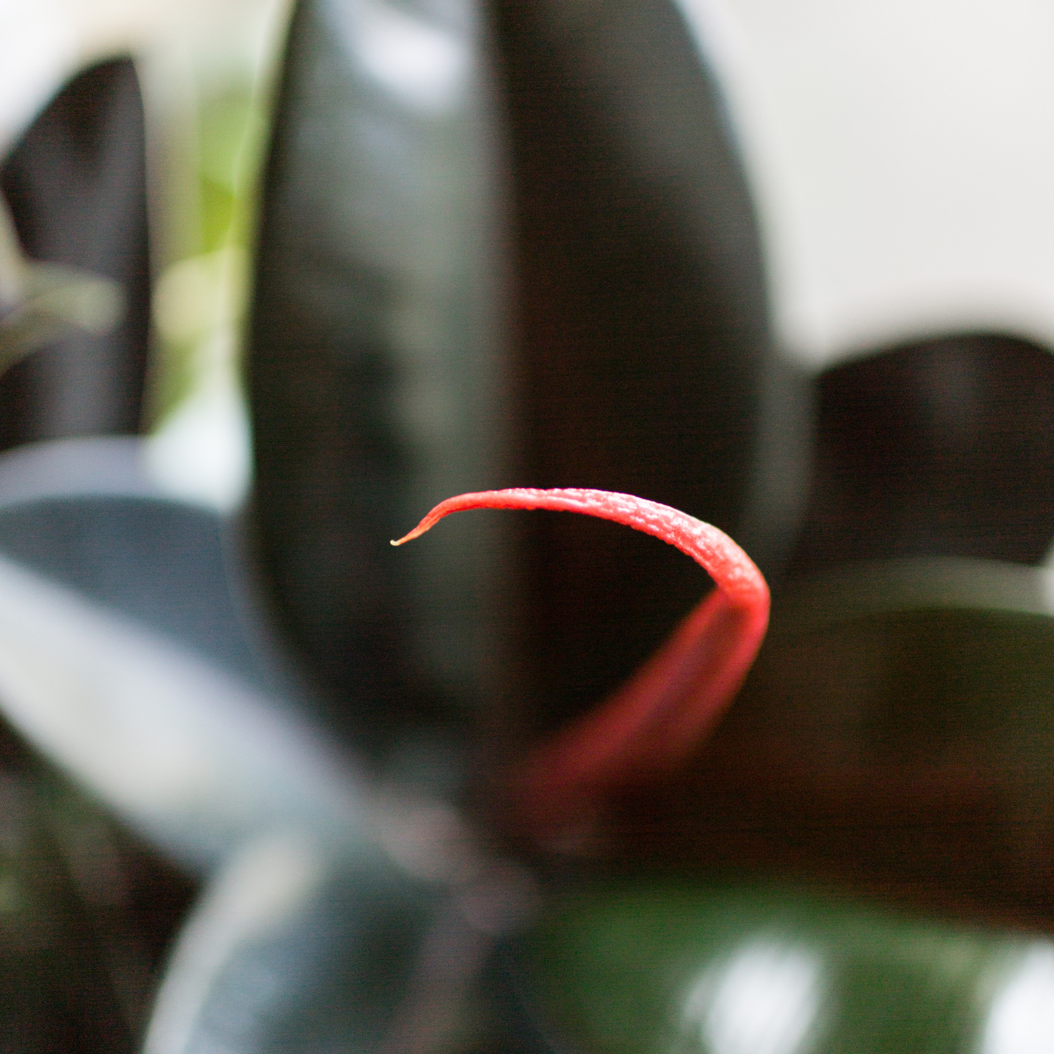 Burgundy Rubber Tree Plant - Ficus elastica Burgundy