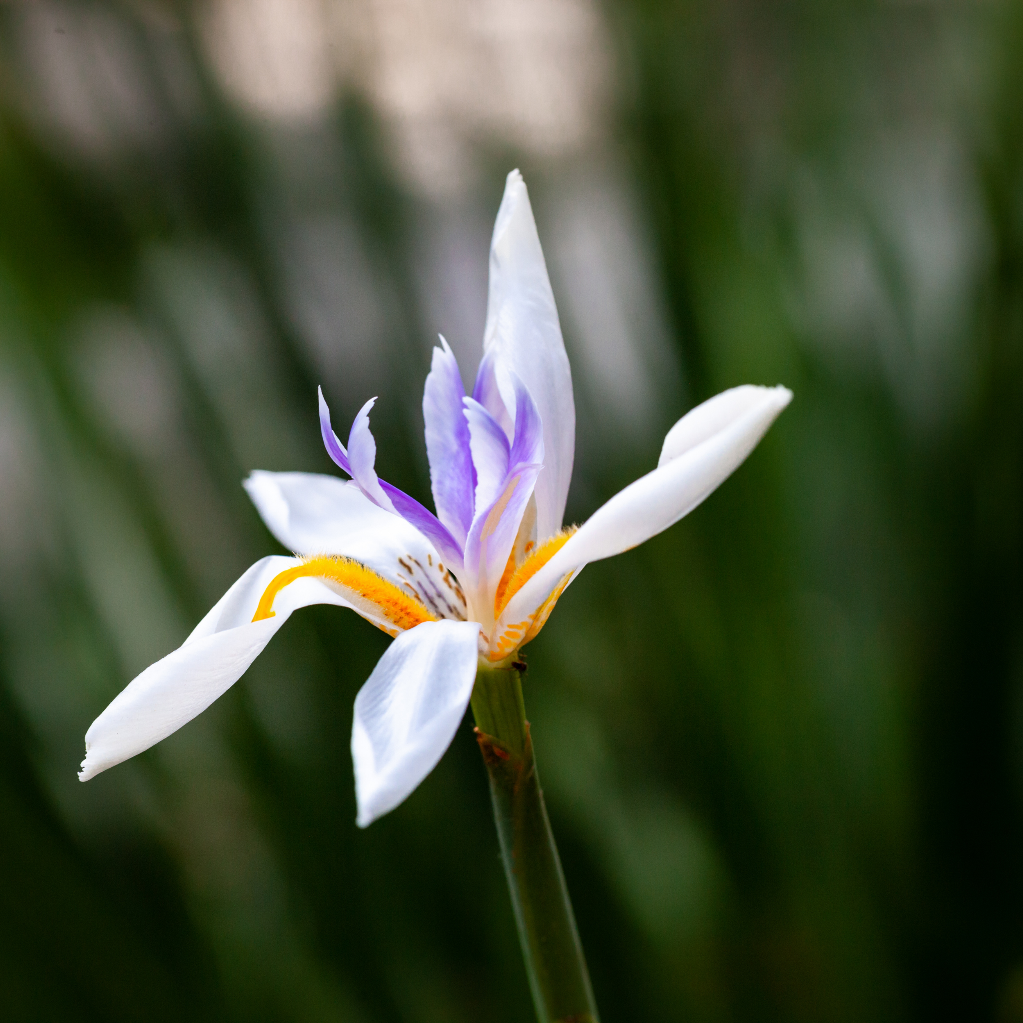 Large Wild Iris - Dietes grandiflora