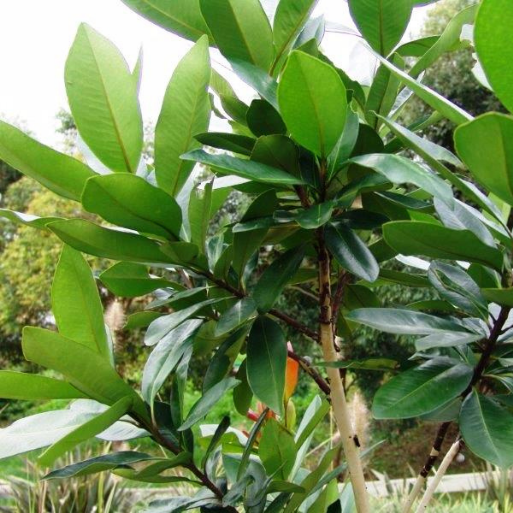 Close-up of a green leafy plant with a blurred natural background