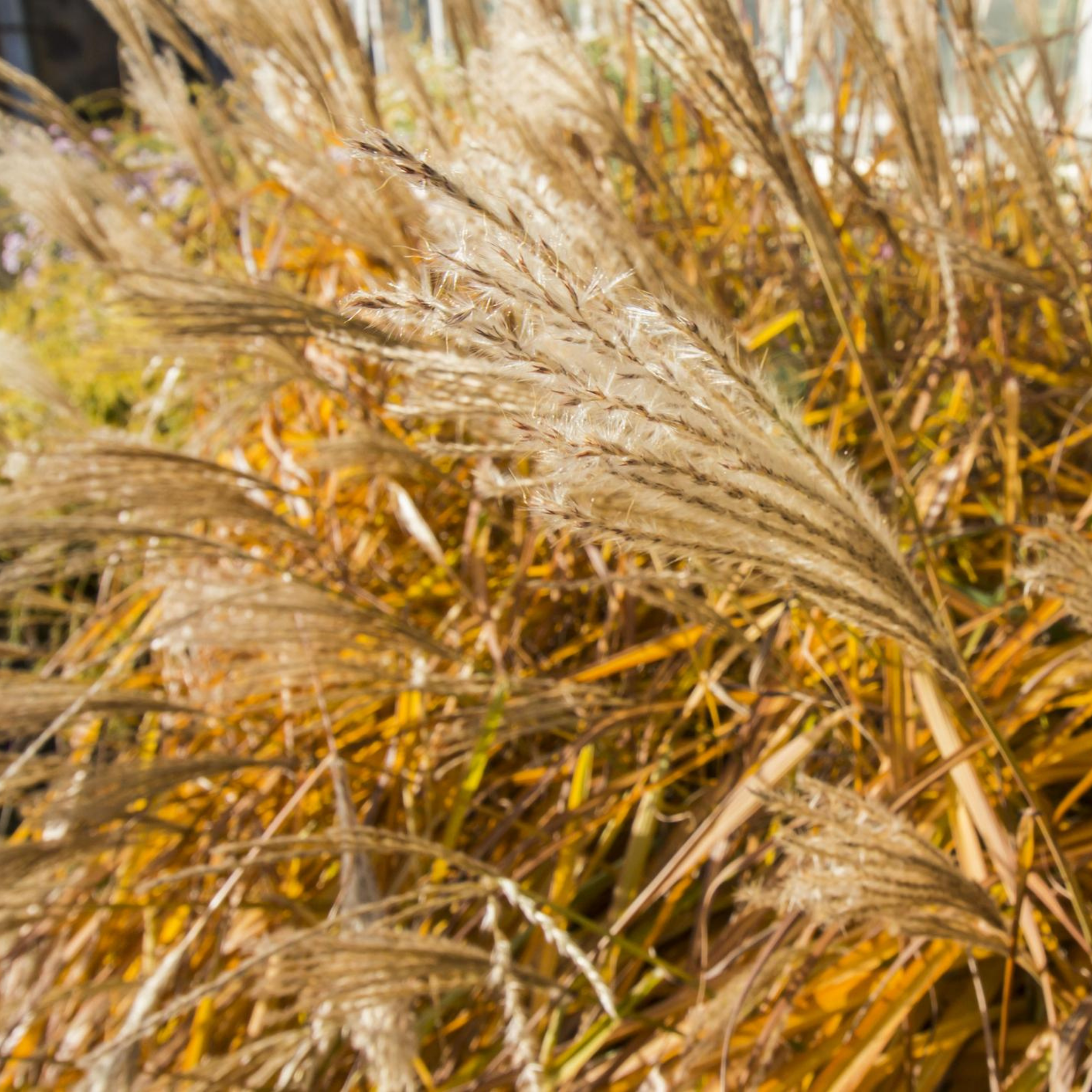 Chinese Silver Grass - Miscanthus sinensis Sarabande
