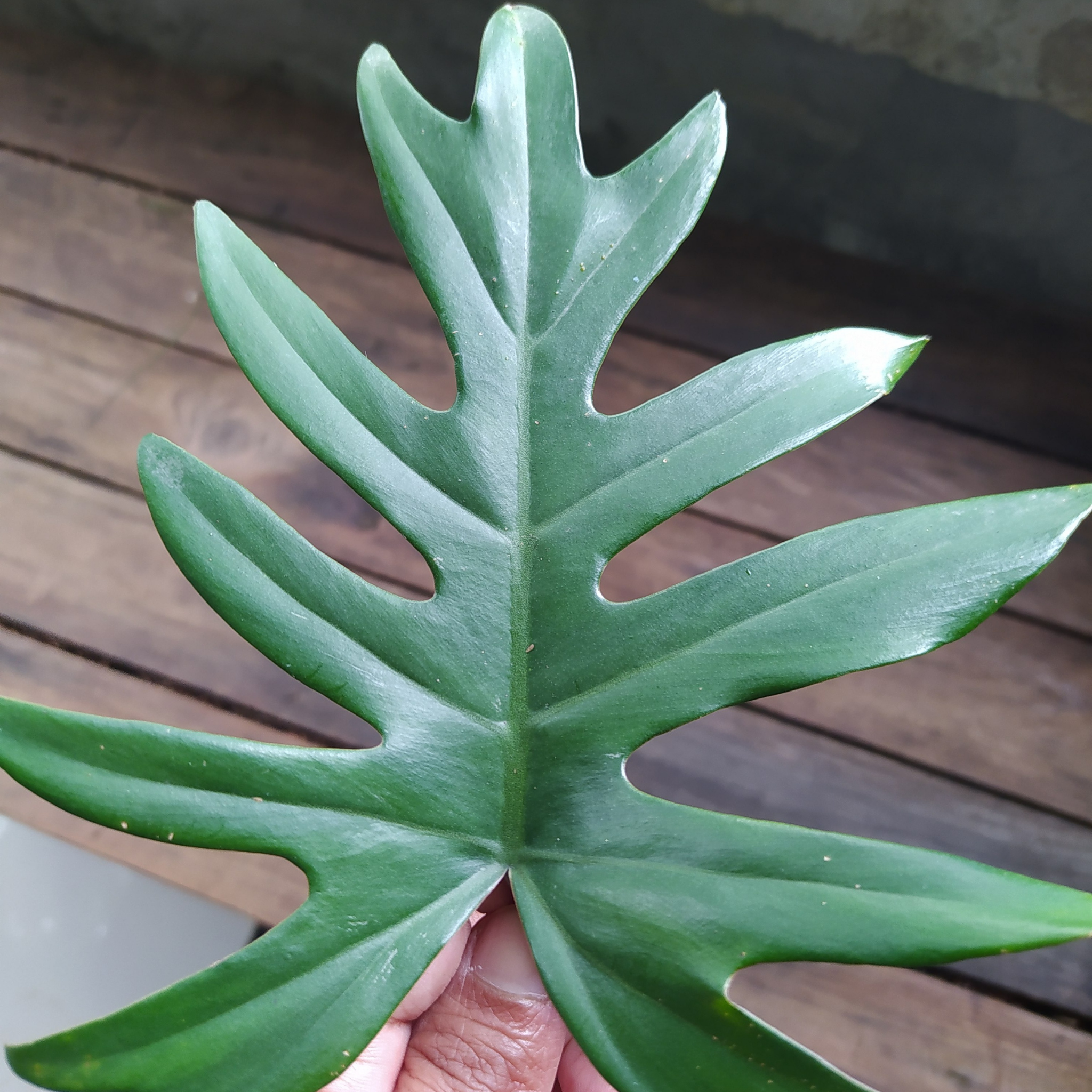 Xanadu Philodendron - Philodendron Xanadu