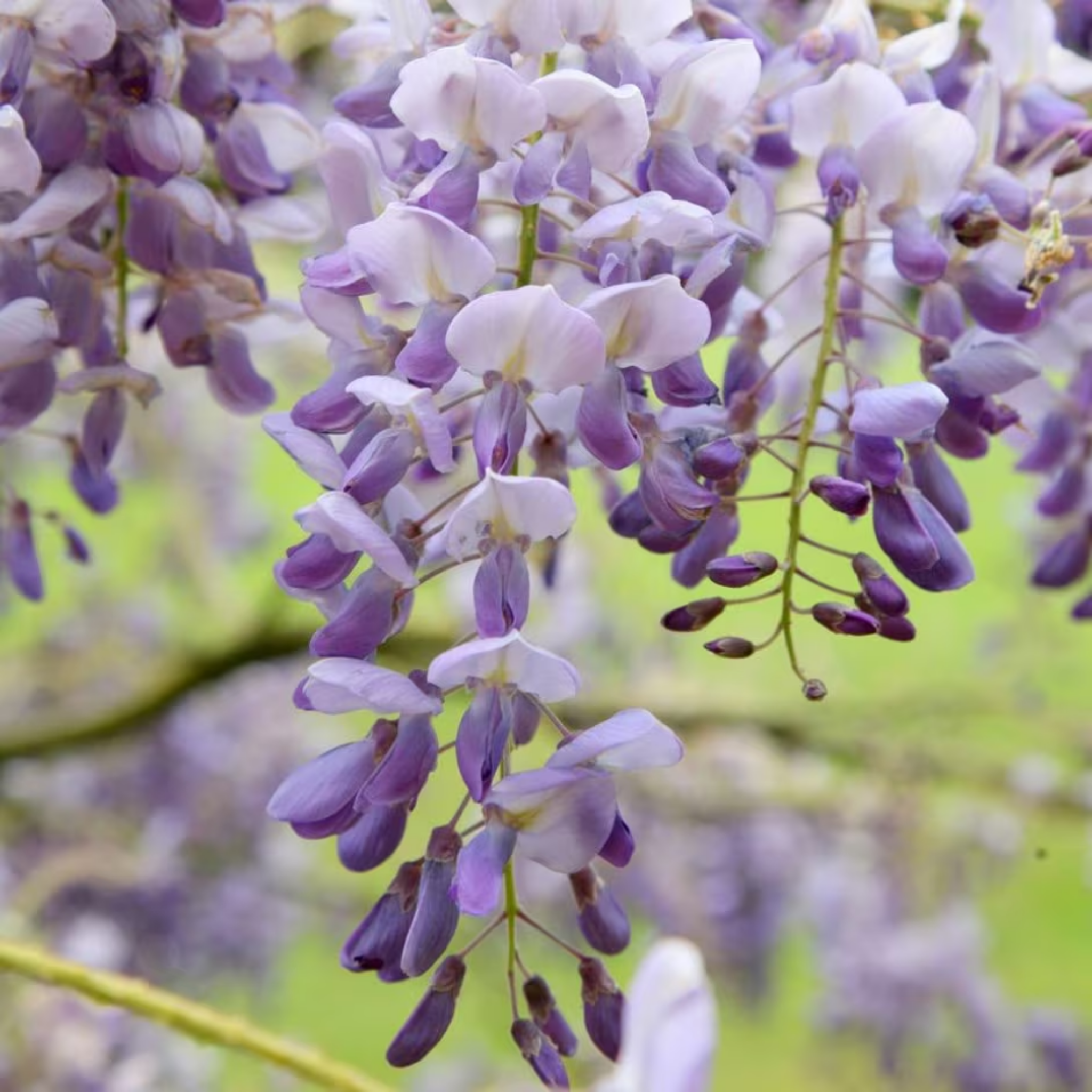 Chinese Wisteria - Wisteria sinensis