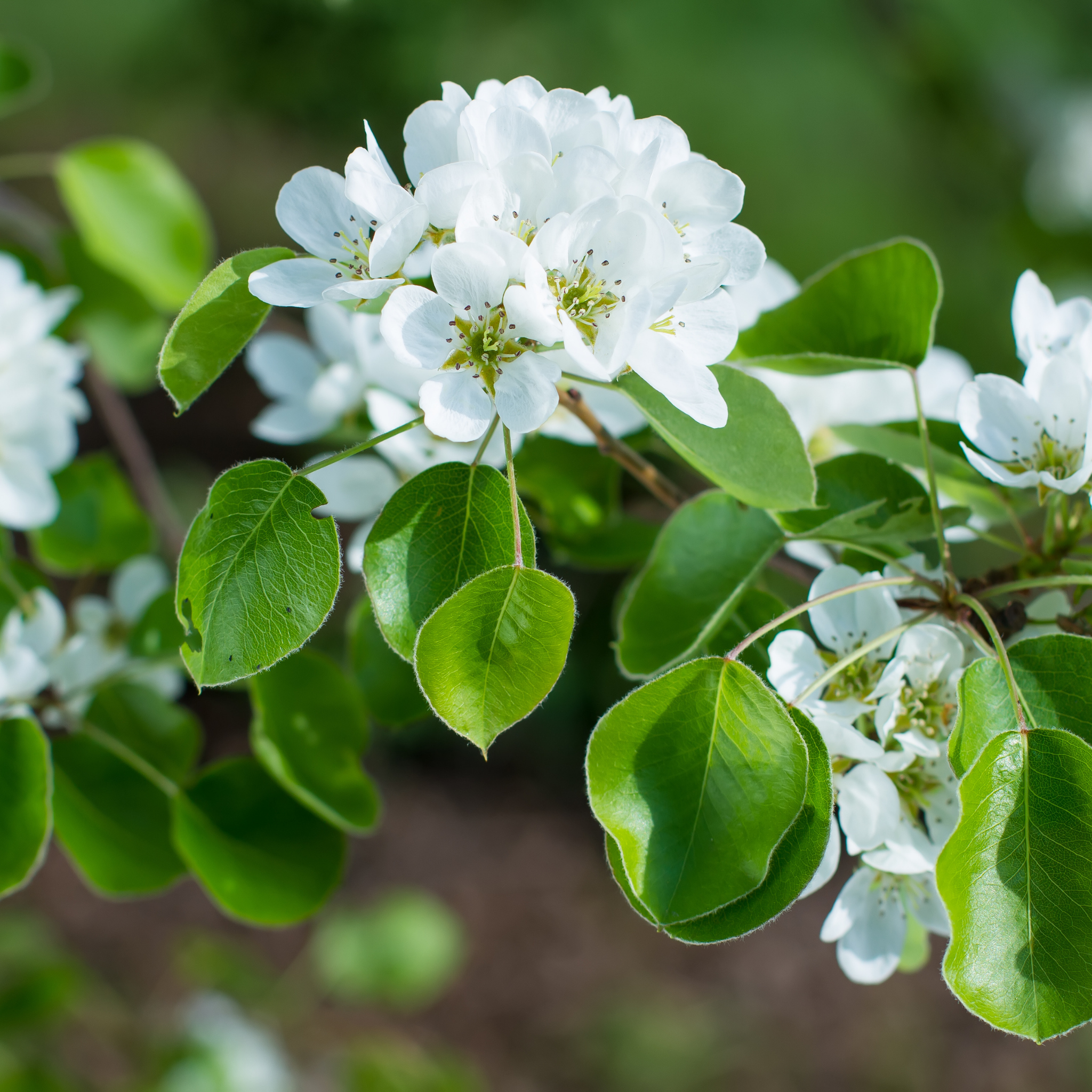 Ornamental Pear Southworth Dancer - Pyrus betulaefolia Southworth Dancer