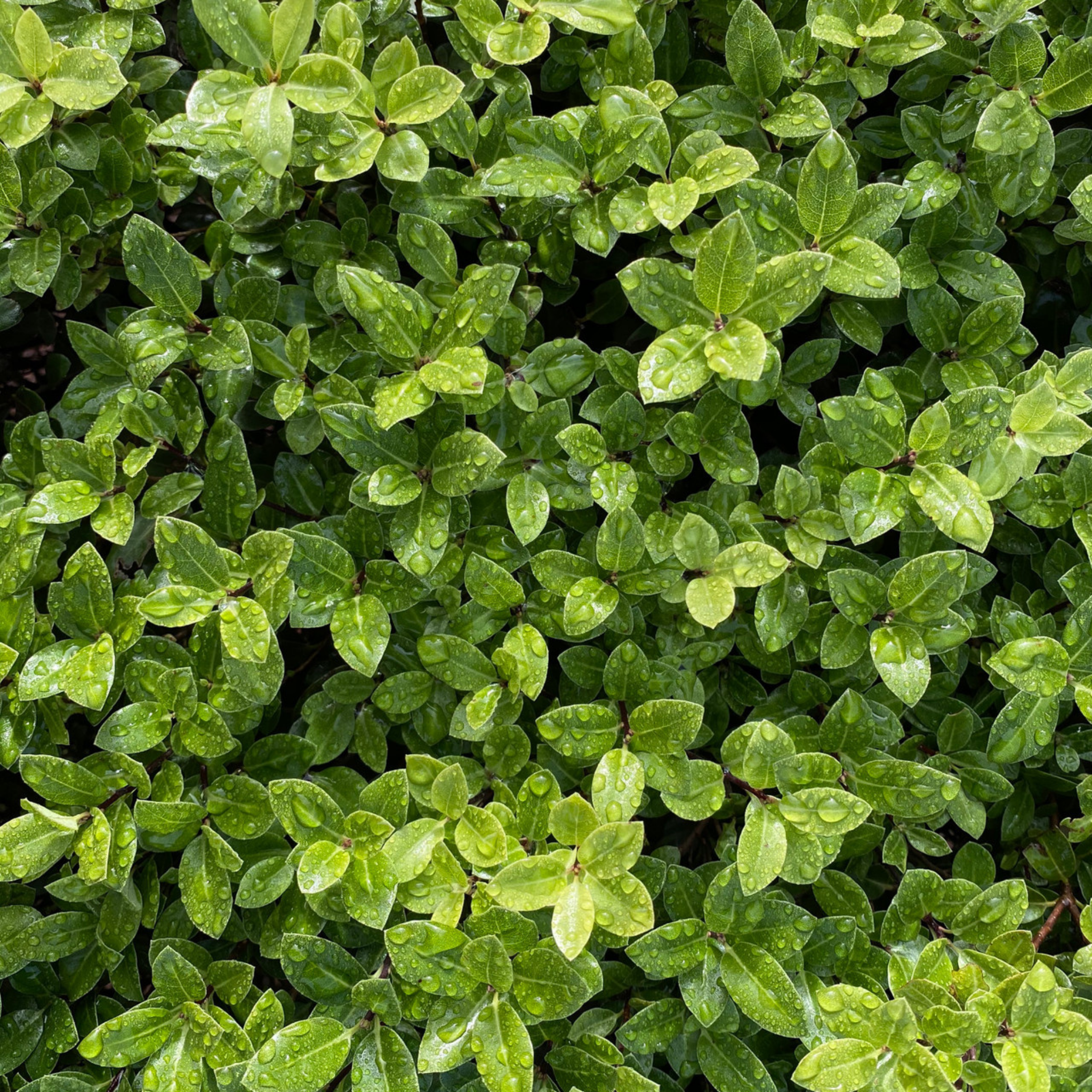 Close-up of a dense patch of green leaves