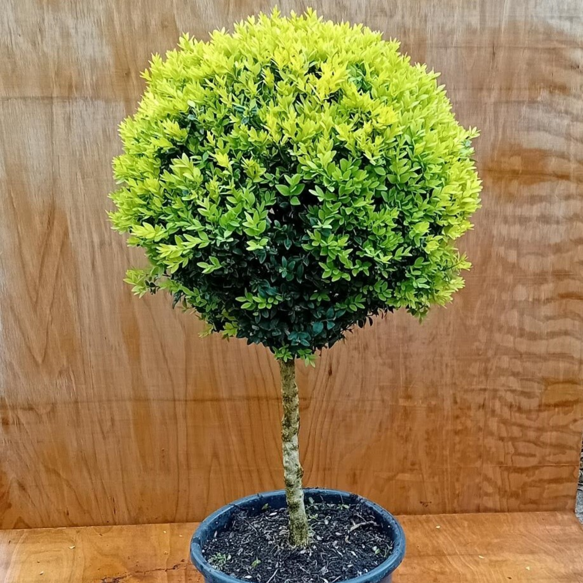 Potted spherical topiary plant against a wooden background