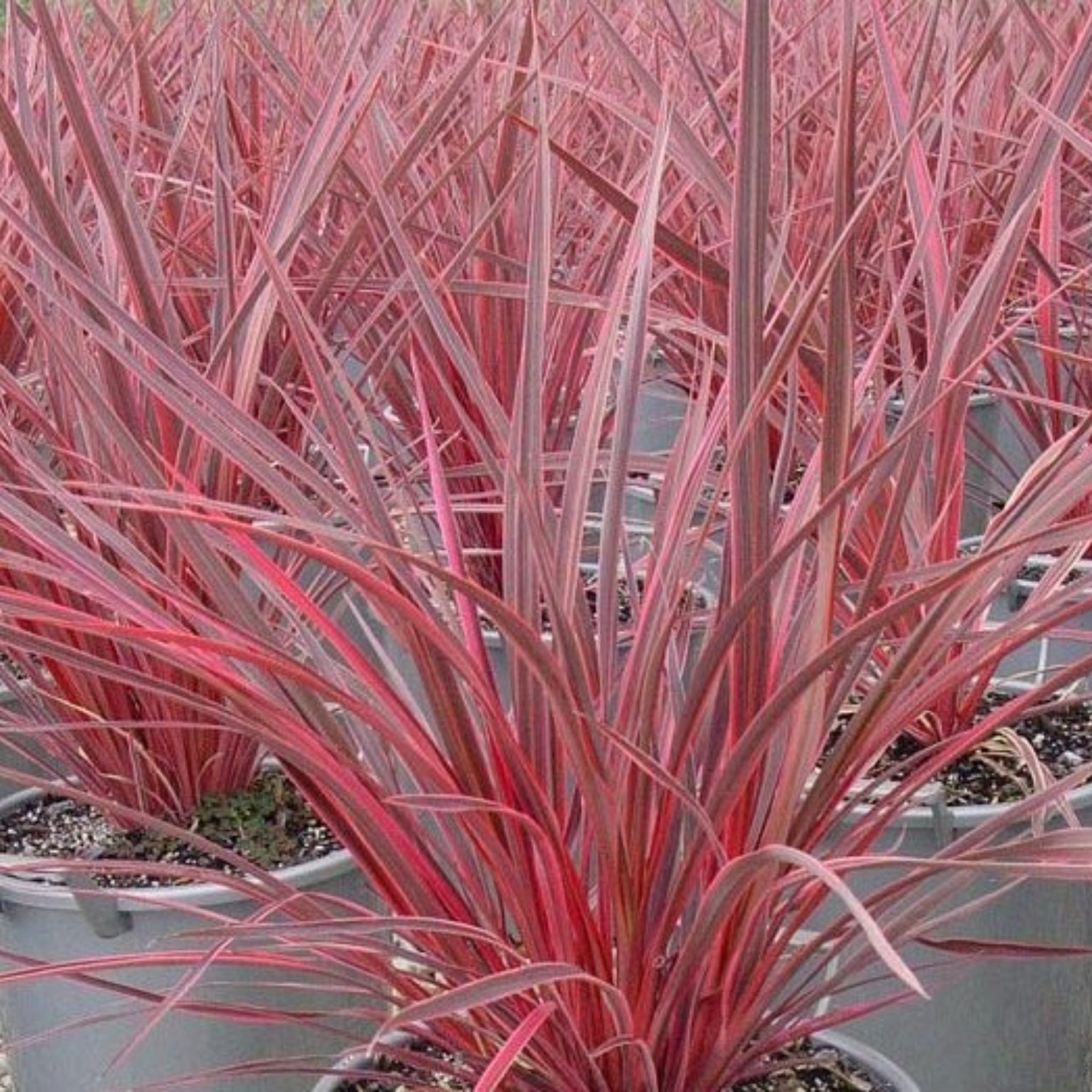 Electric Pink Cordyline - Cordyline banksii 'Electric Pink'