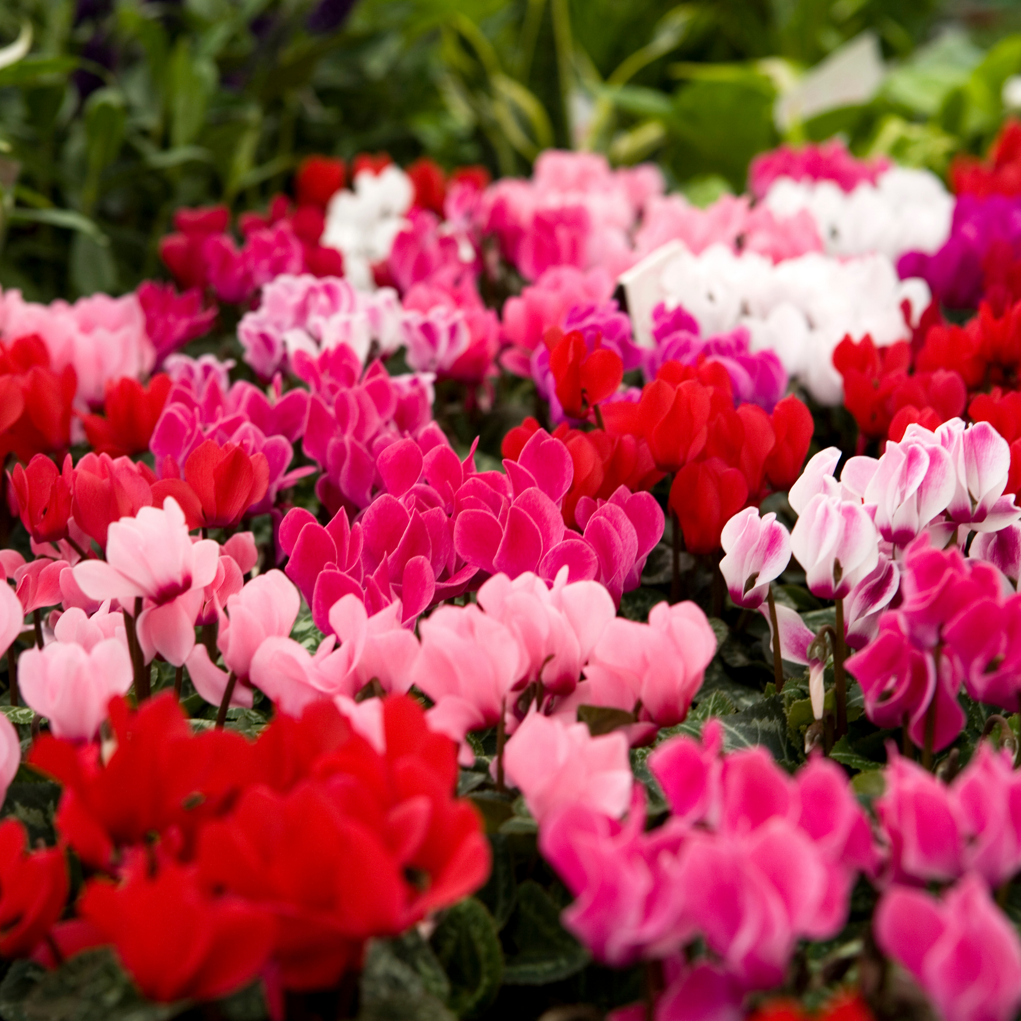 Cyclamen Assorted