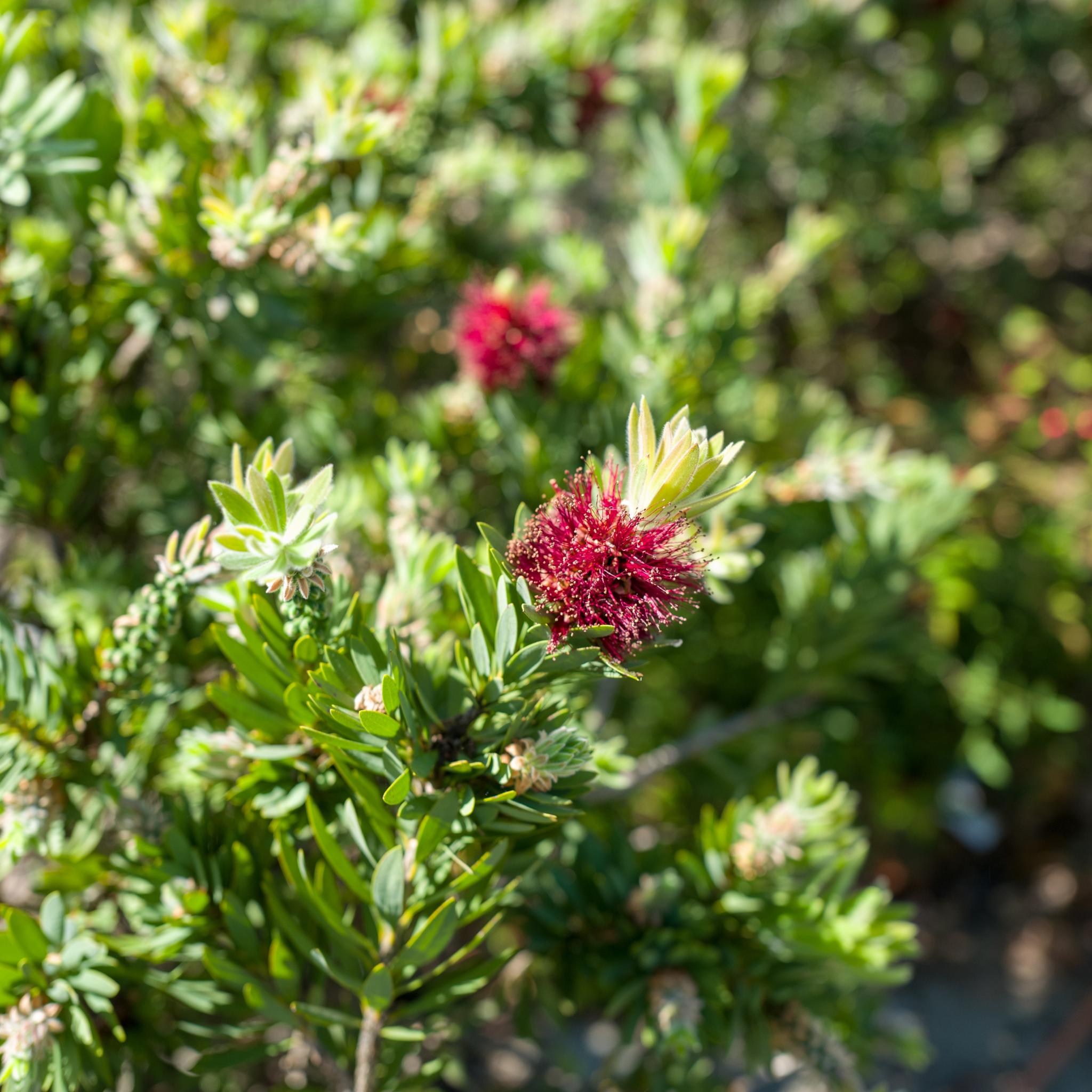 Dwarf Bottlebrush Little John - Callistemon viminalis 'Little John'
