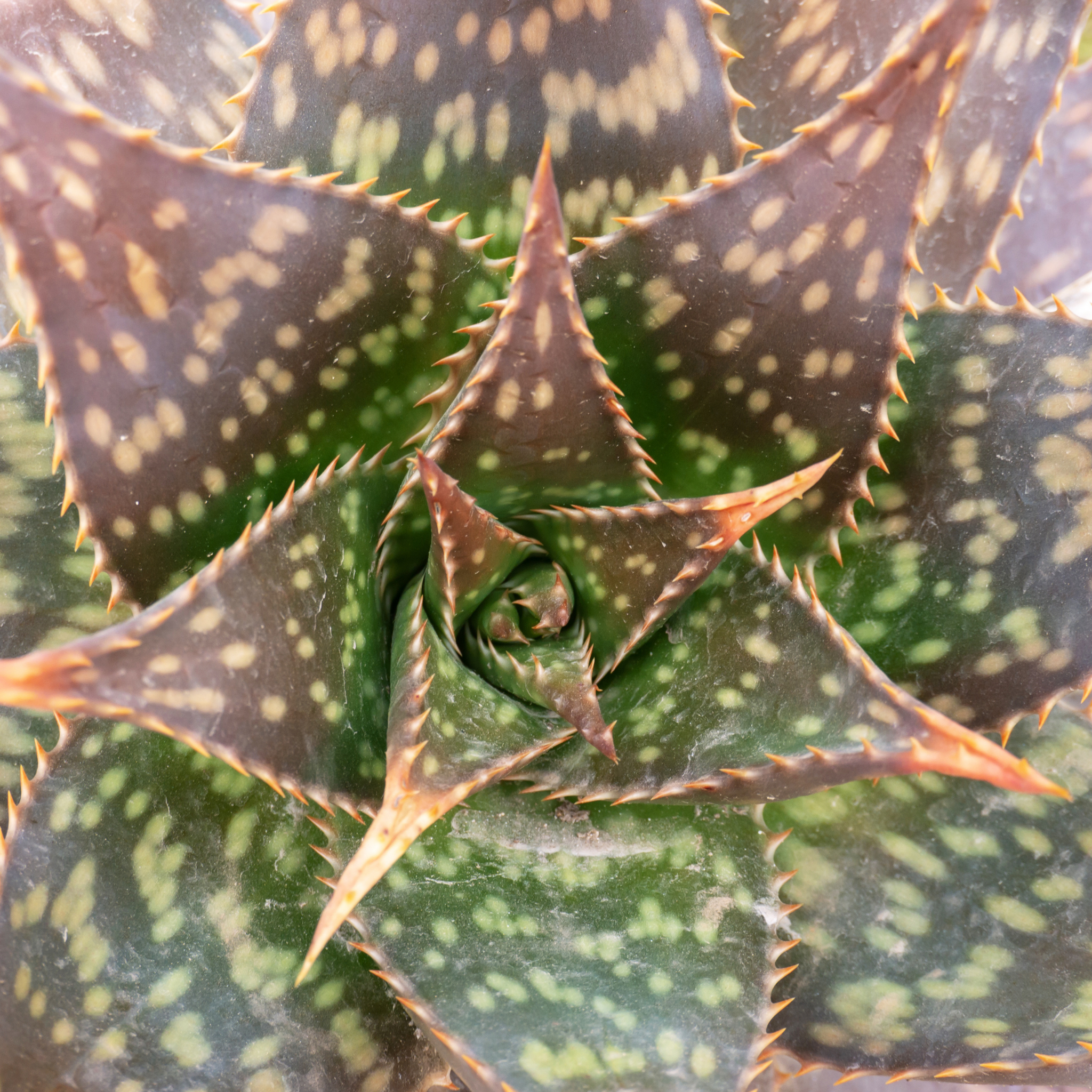 Aloe hybrida Spots N Dots