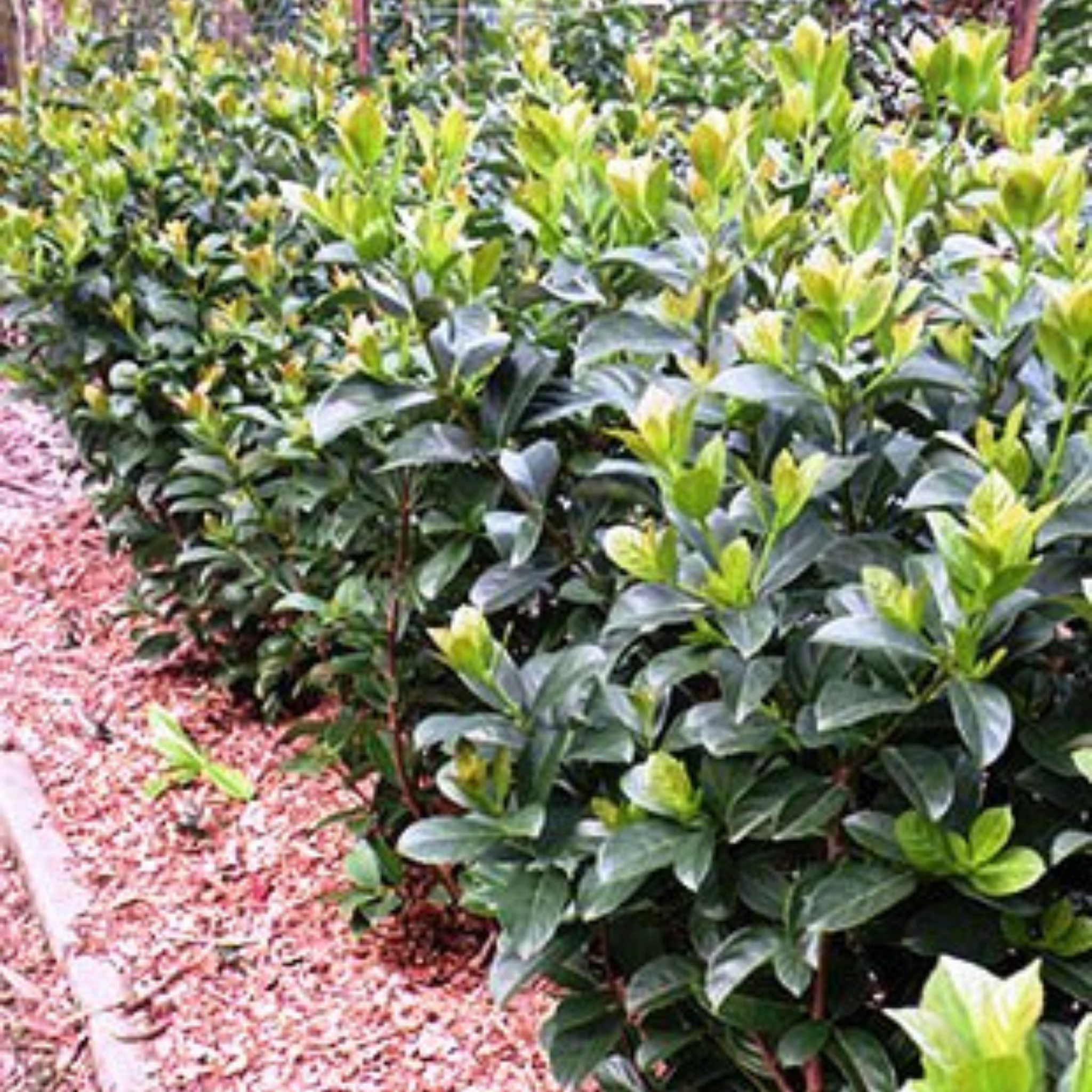 Sweet Viburnum Dense Fence - Viburnum odoratissimum Dense Fence PBR